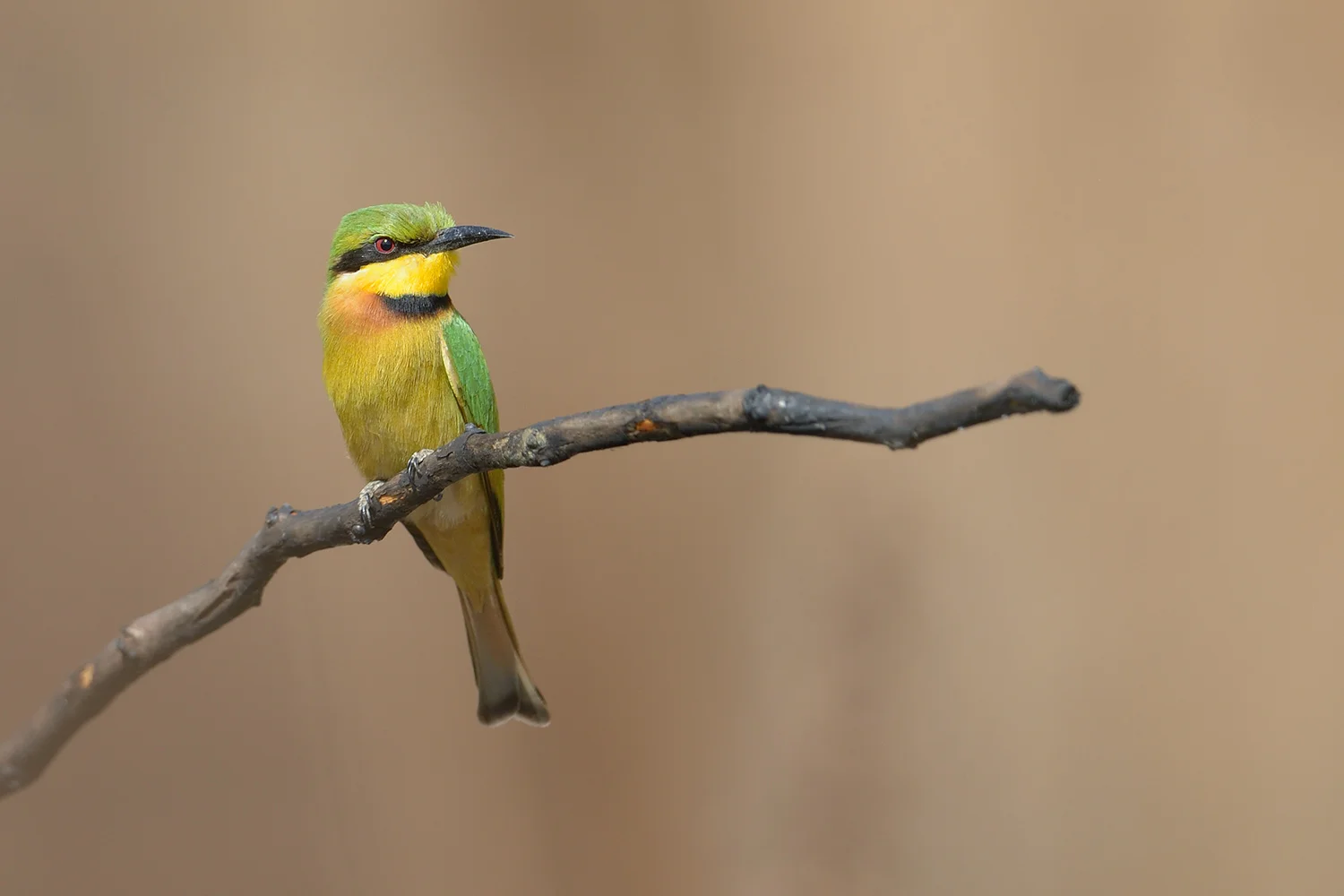 Little Bee-eater, Africa