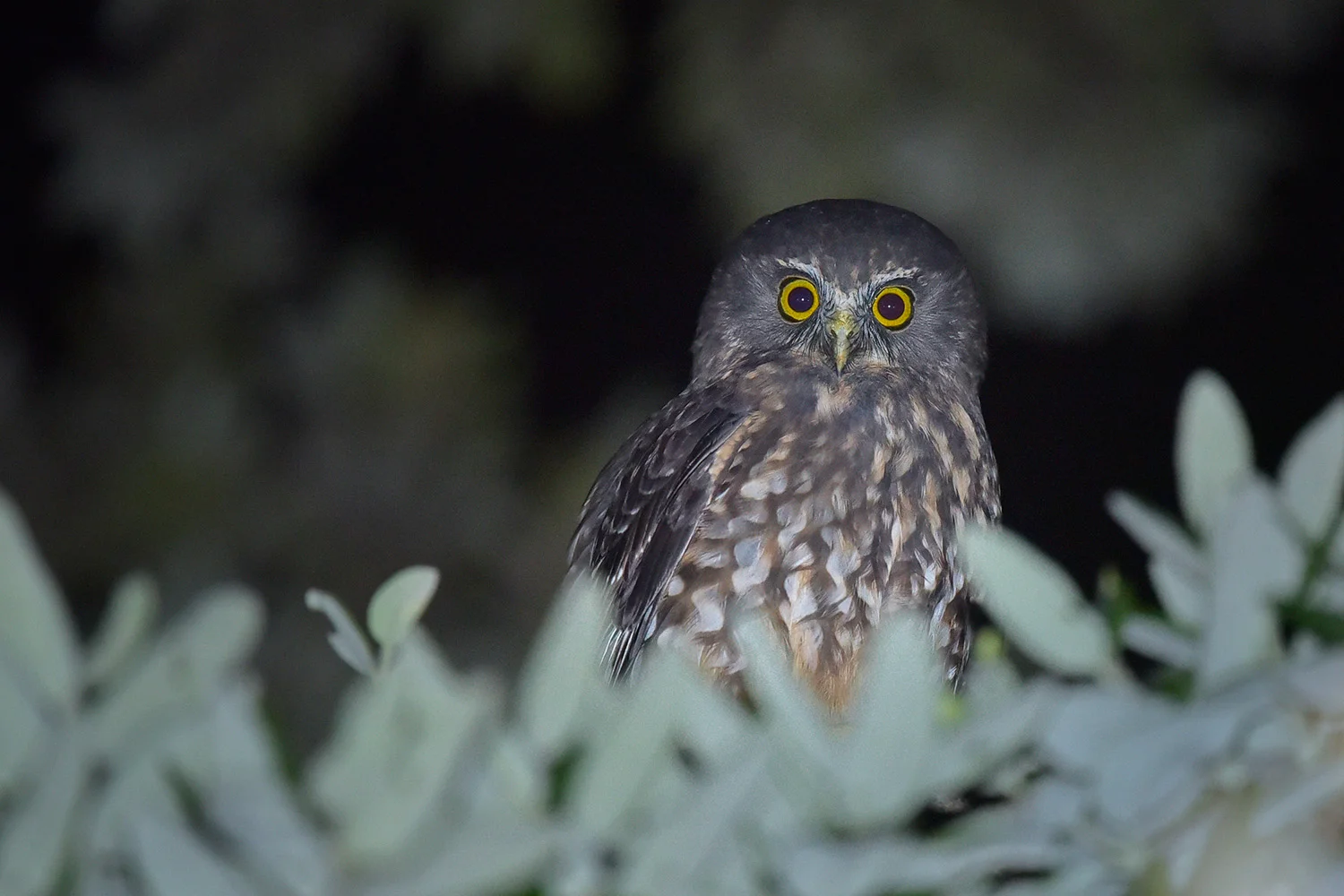 Morepork