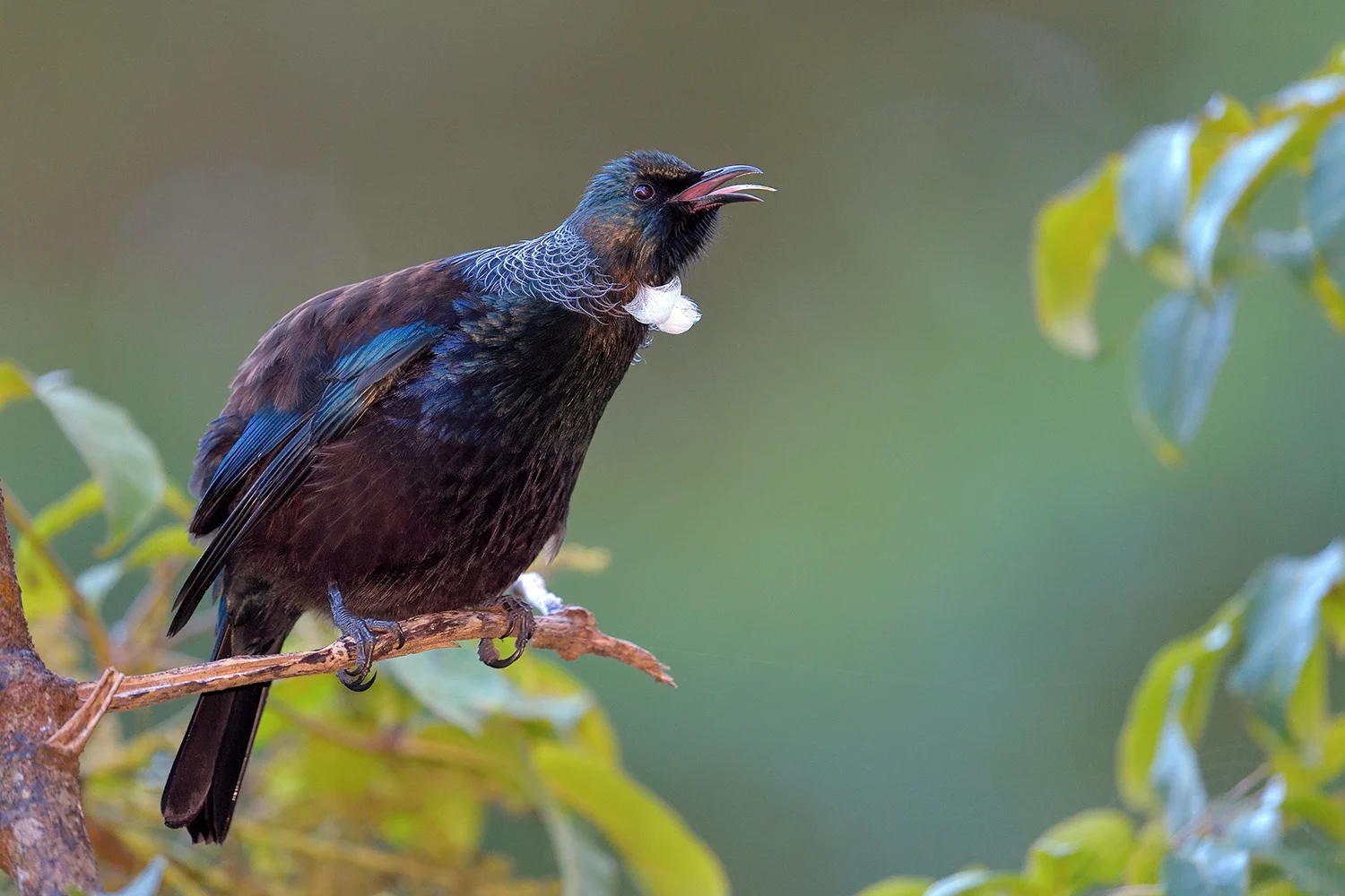 Tui