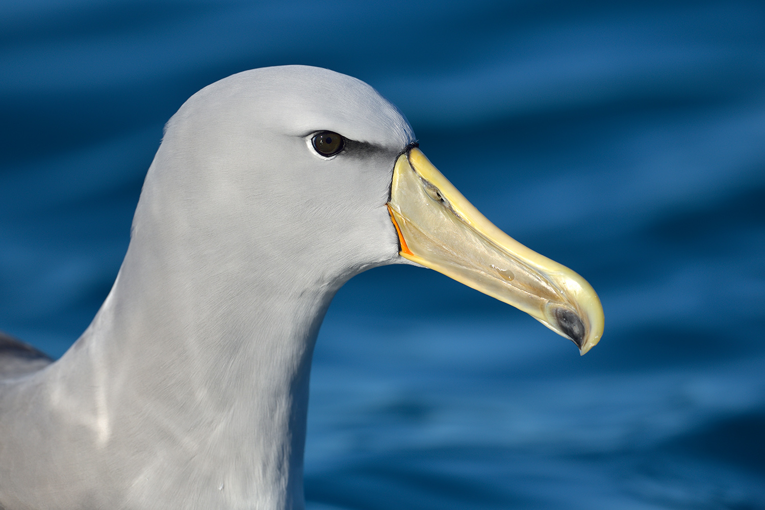 Salvin's Albatross