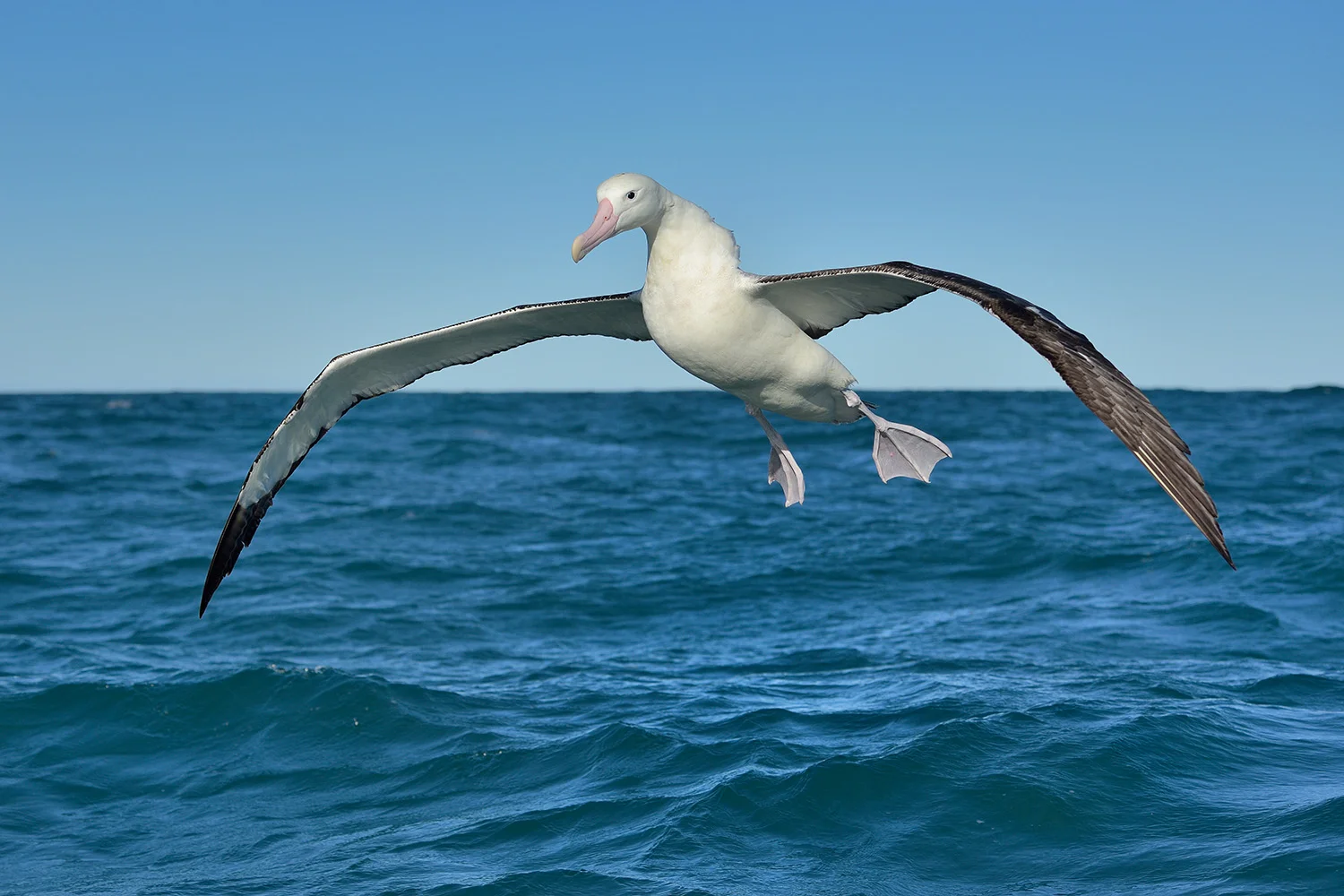 Wandering Albatross