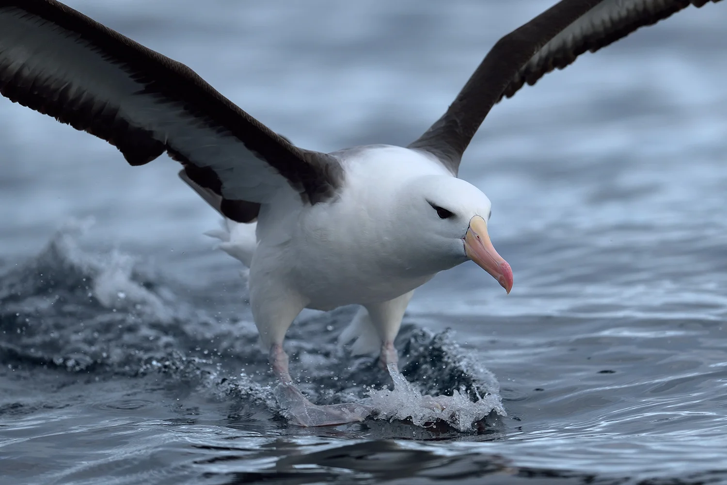 Black-browed Albatross