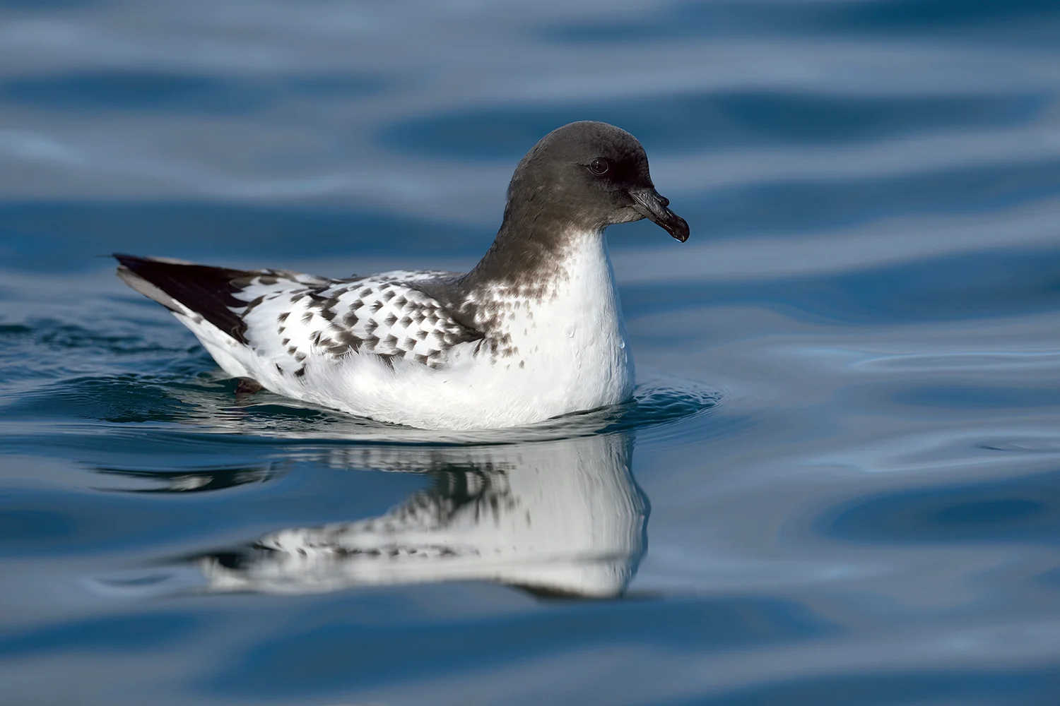 Cape Petrel, ssp Capense
