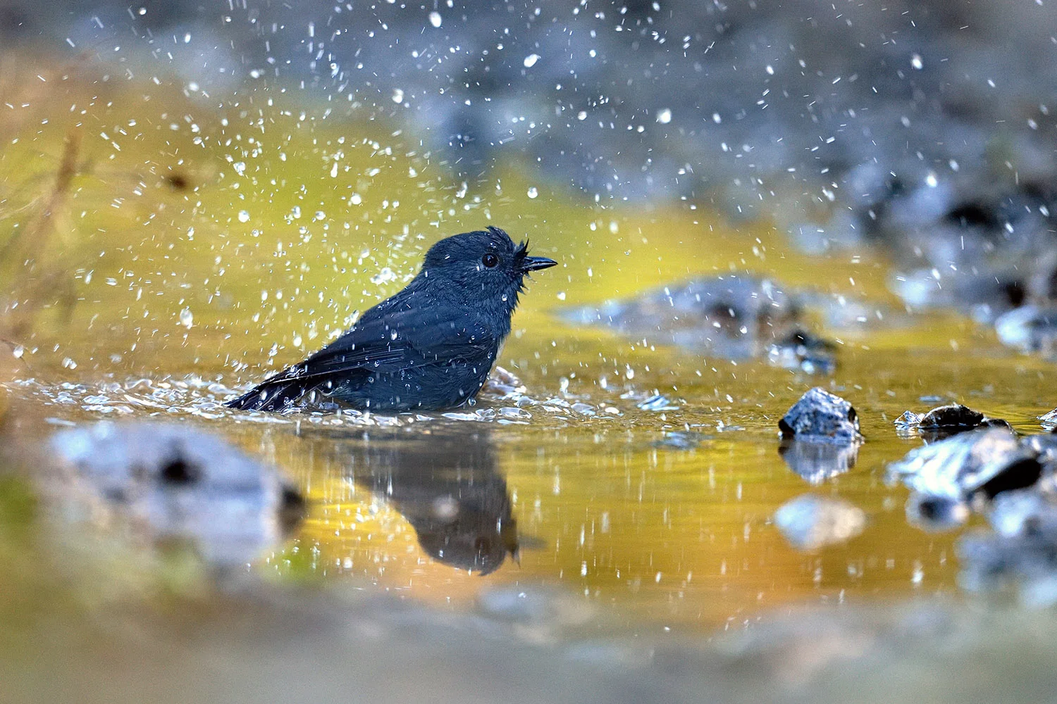 South Island Robin
