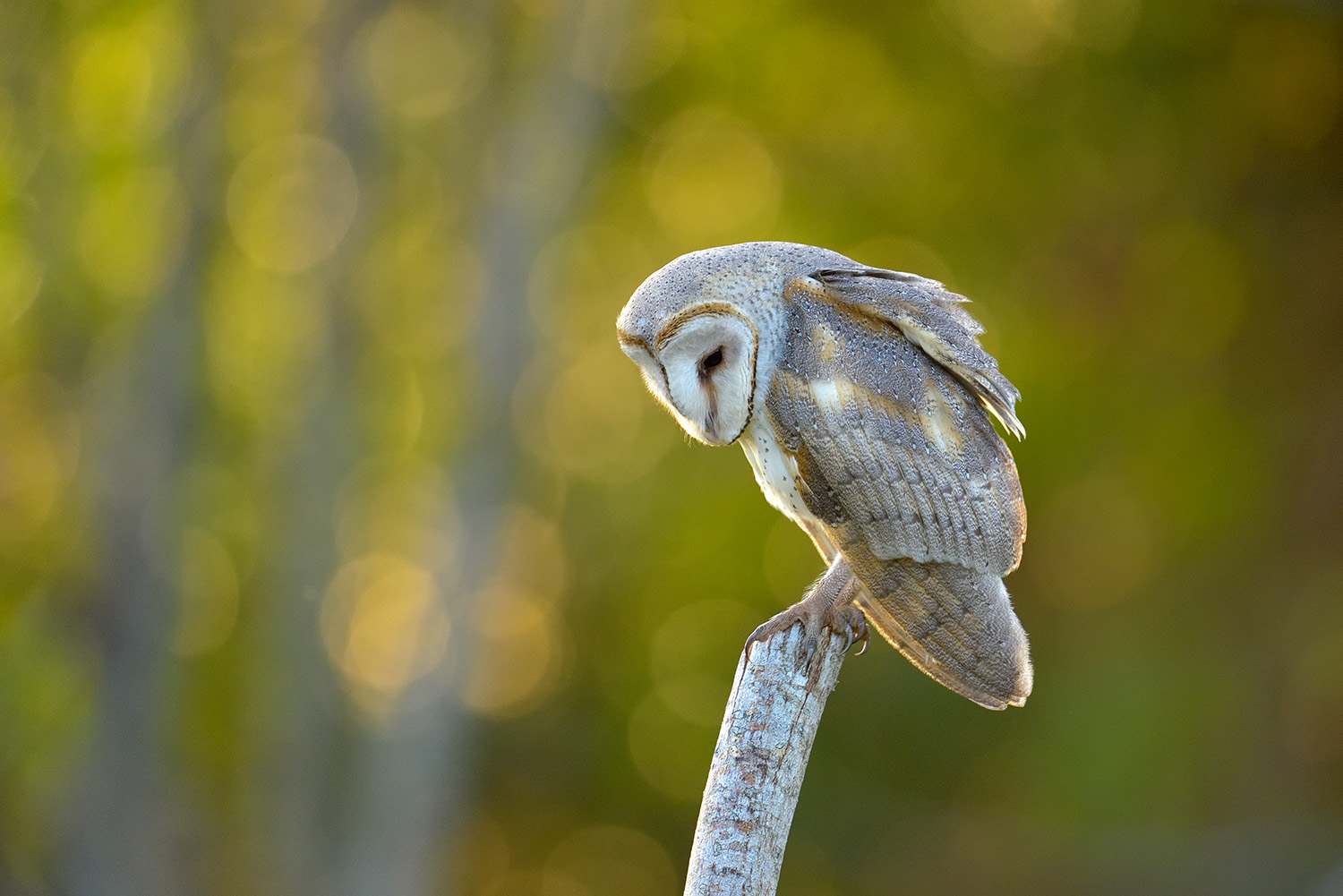Barn Owl