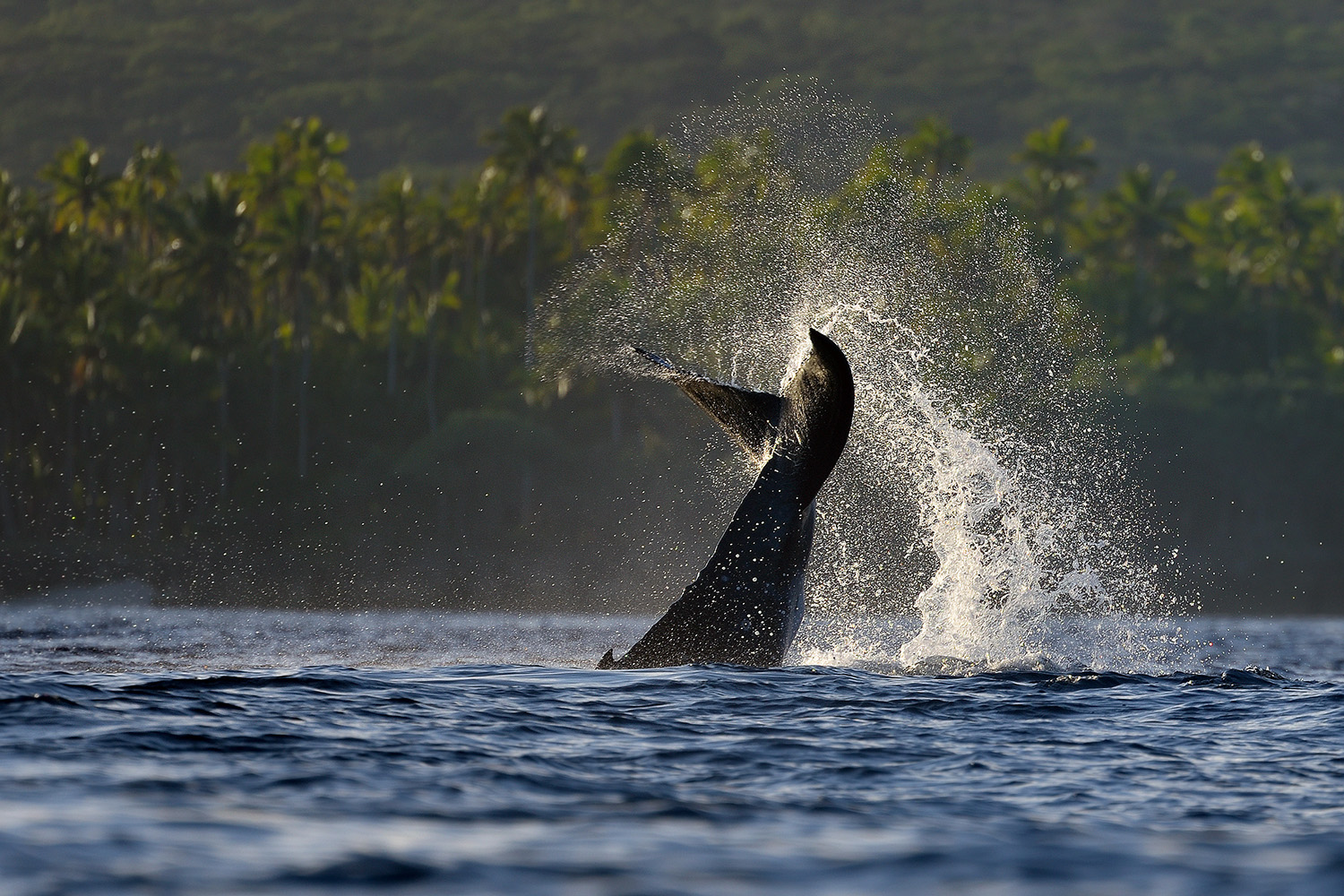 Humpback Whale, juvenile