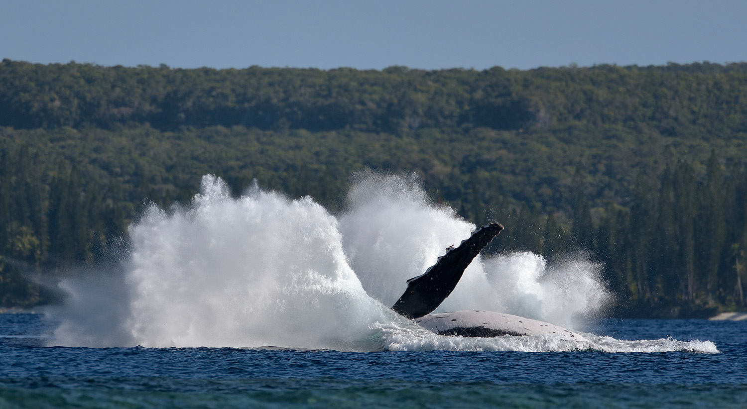 Humpback Whale