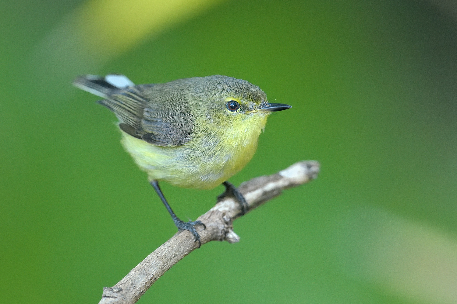 Fan-tailed Gerygone