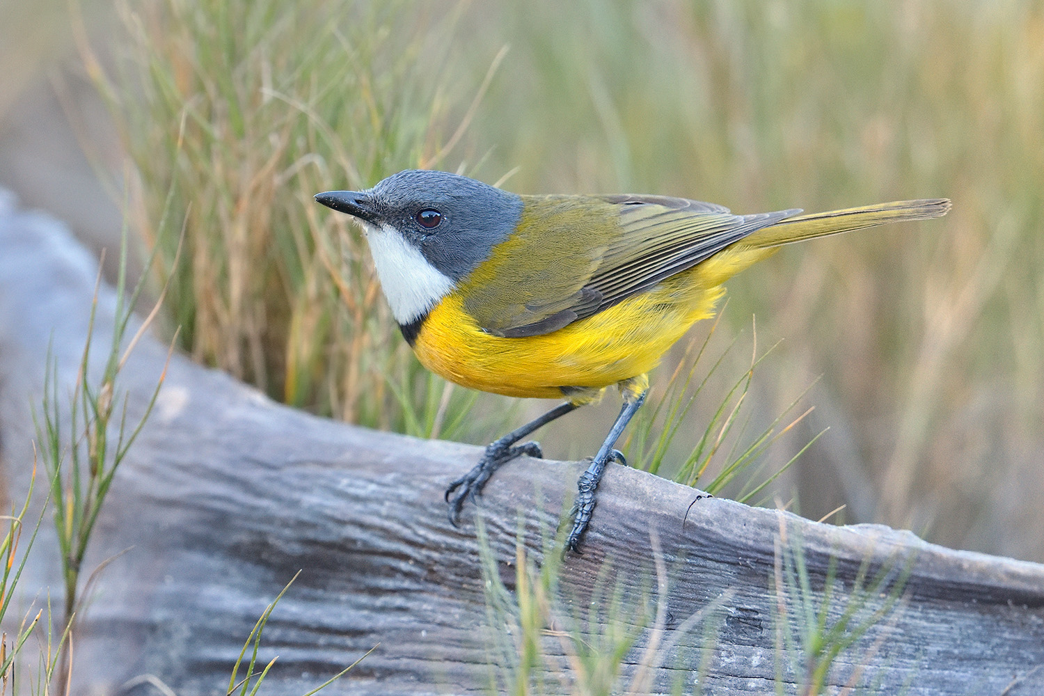New Caledonian Whistler