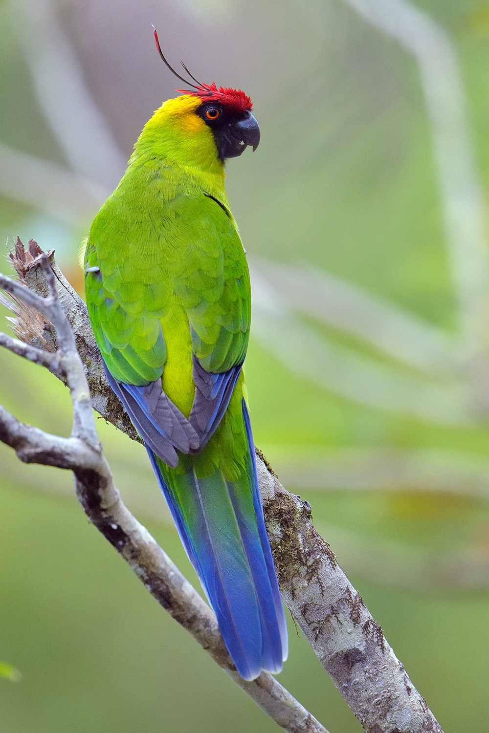Orned Parakeet
