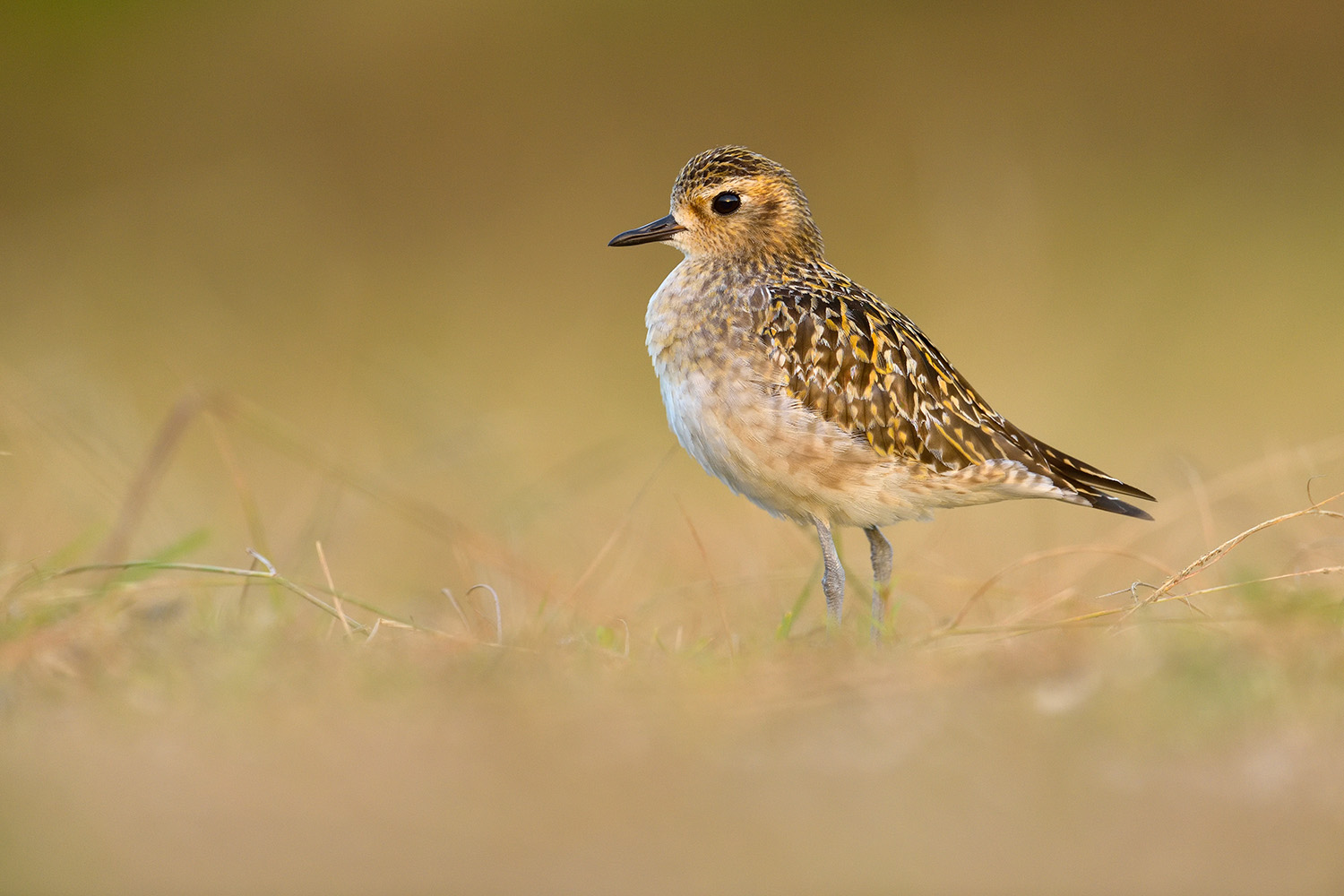 Pacific Golden Plover