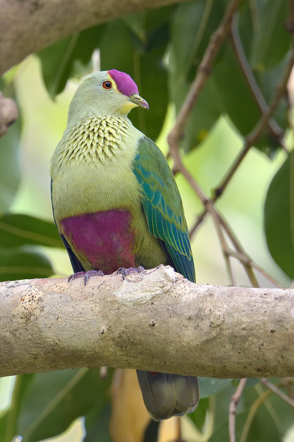 Red-bellied Fruit-dove