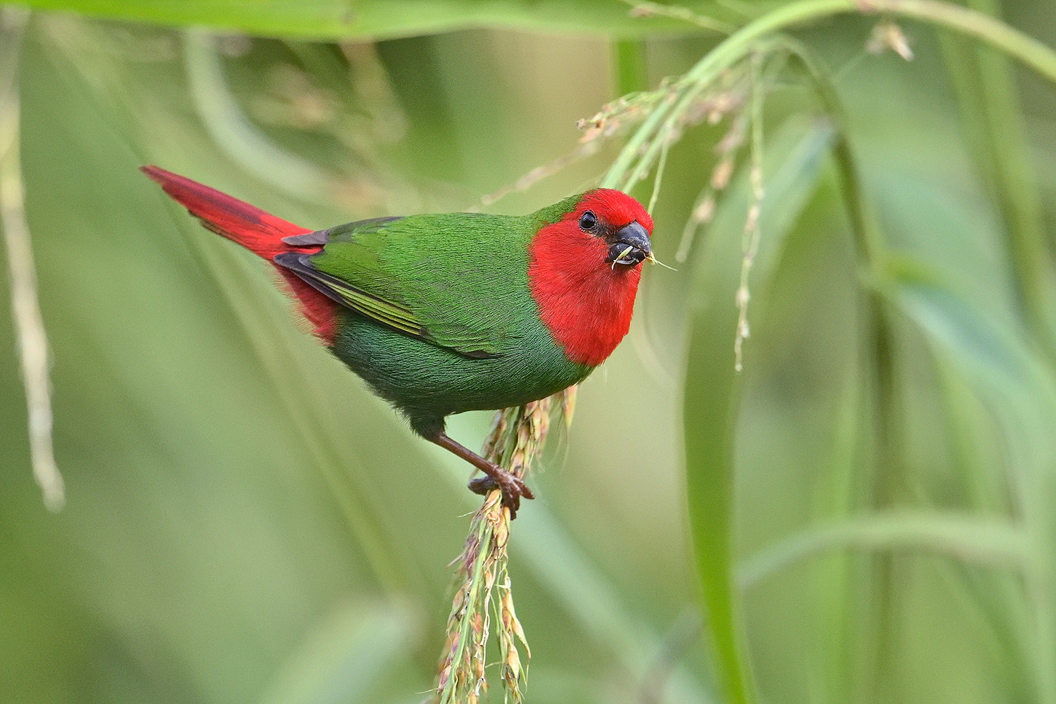 Red-throated Parrot-finch