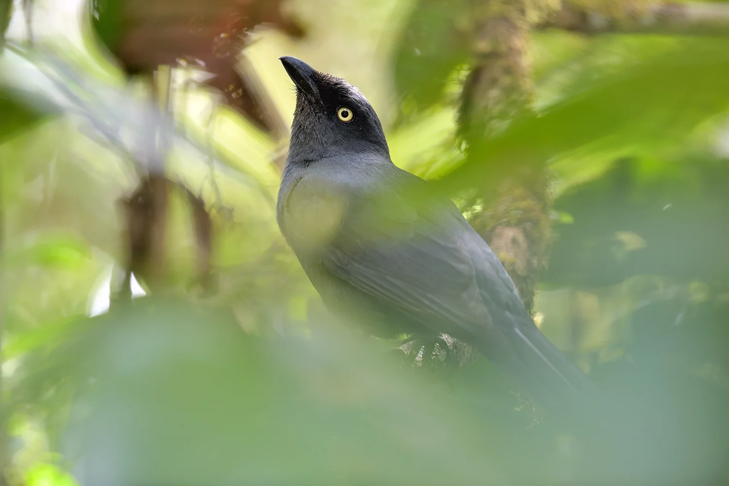 South Malesian Cuckoshrike