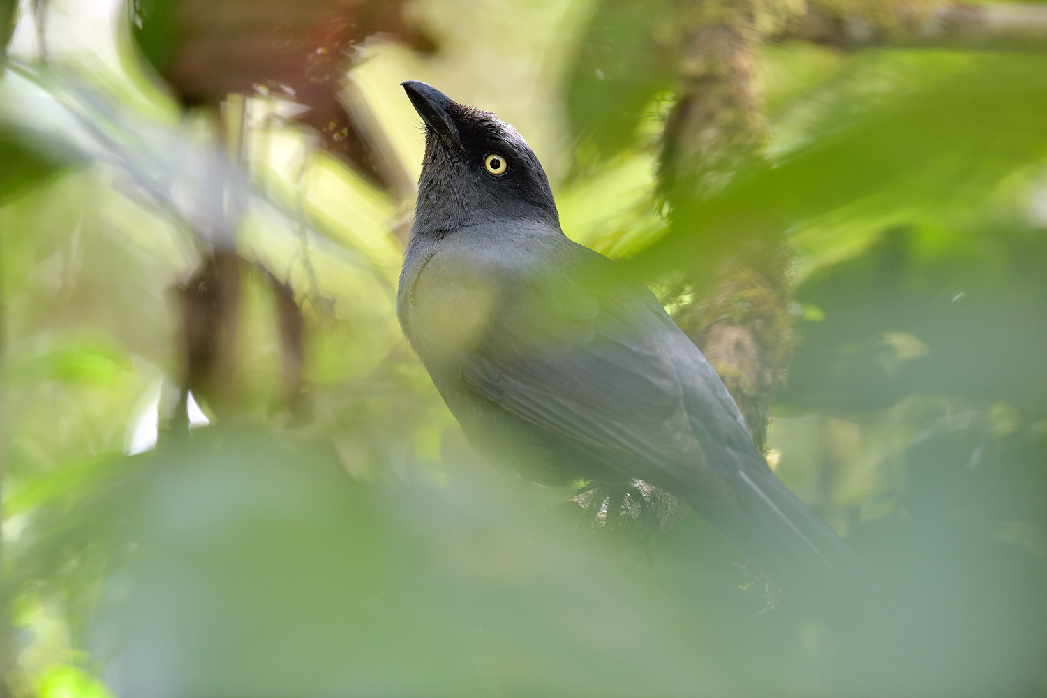 South Malesian Cuckoshrike