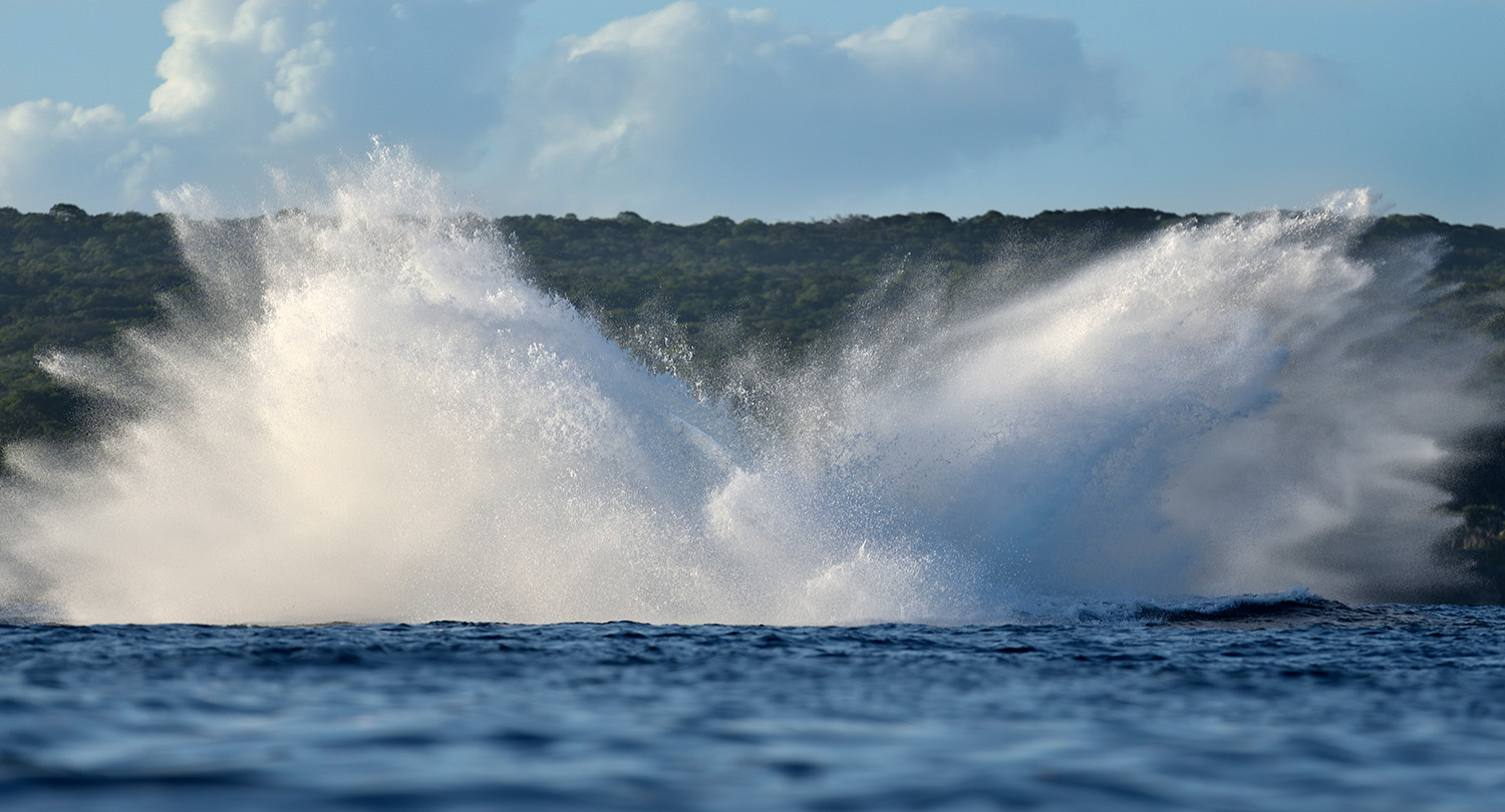 Humpback Whale