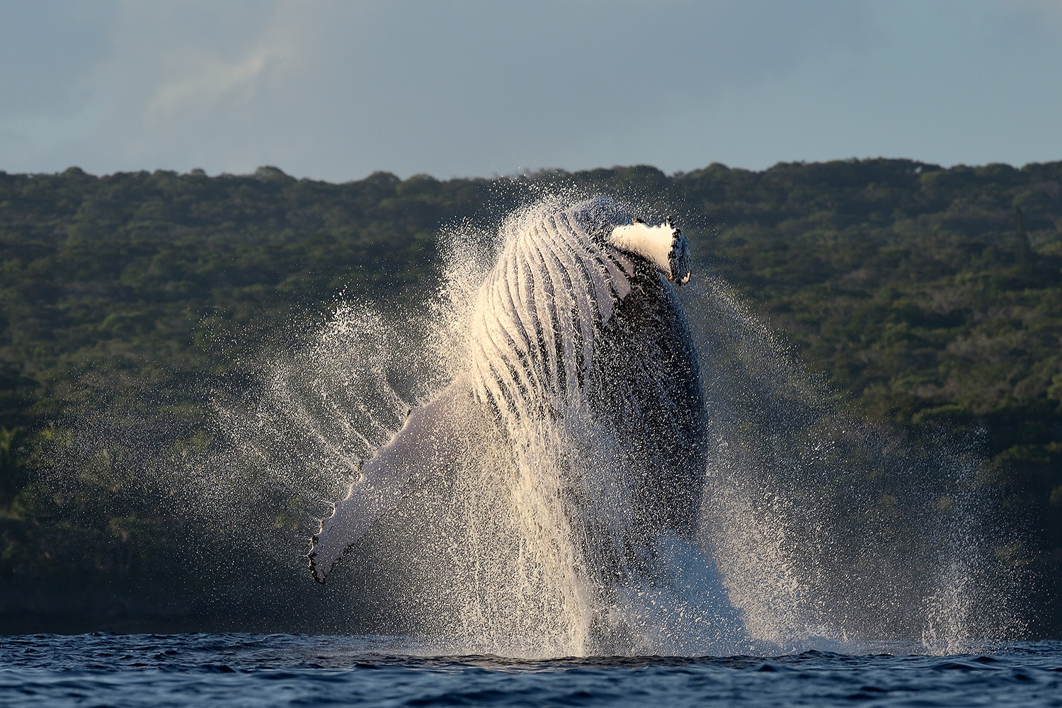 Humpback Whale