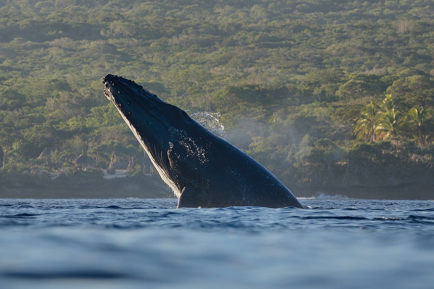 Humpback Whale