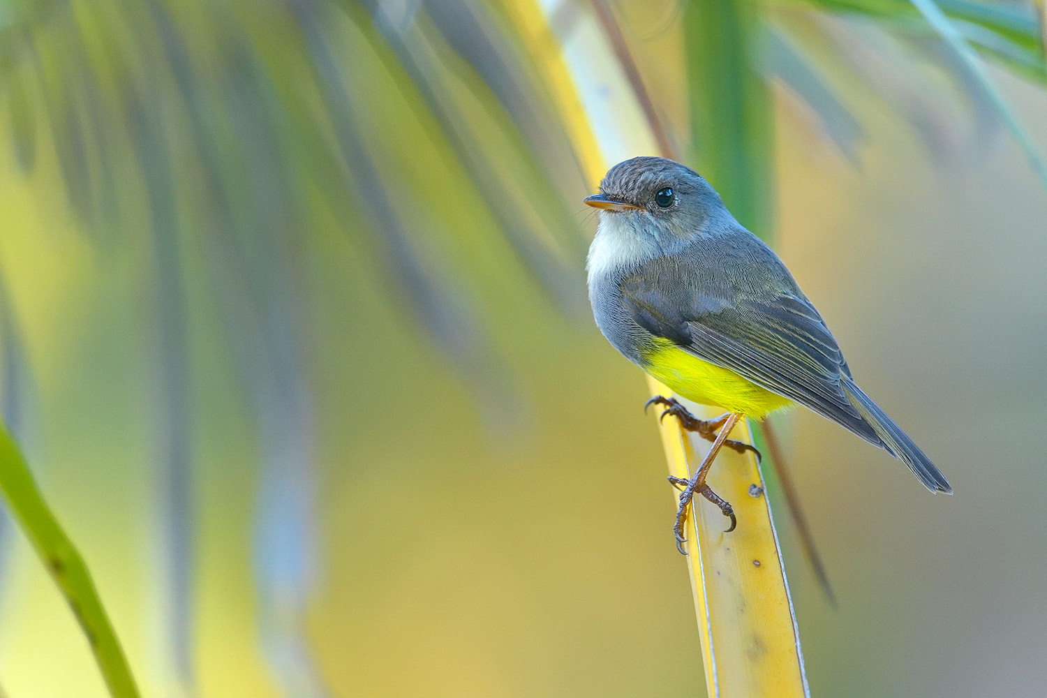 Yellow-bellied Robin