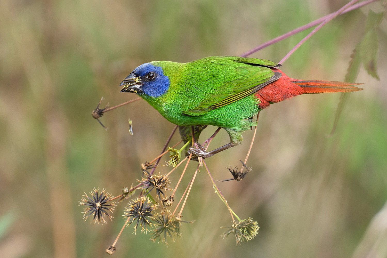 Blue-faced Parrot-finch