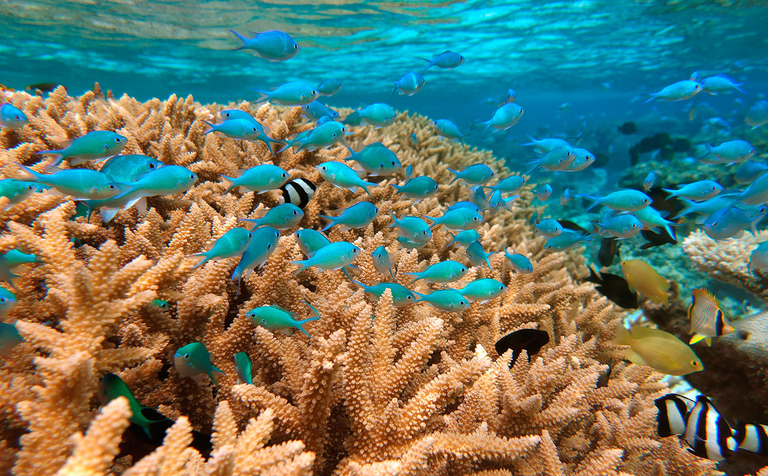 Reef, Loyalty Islands