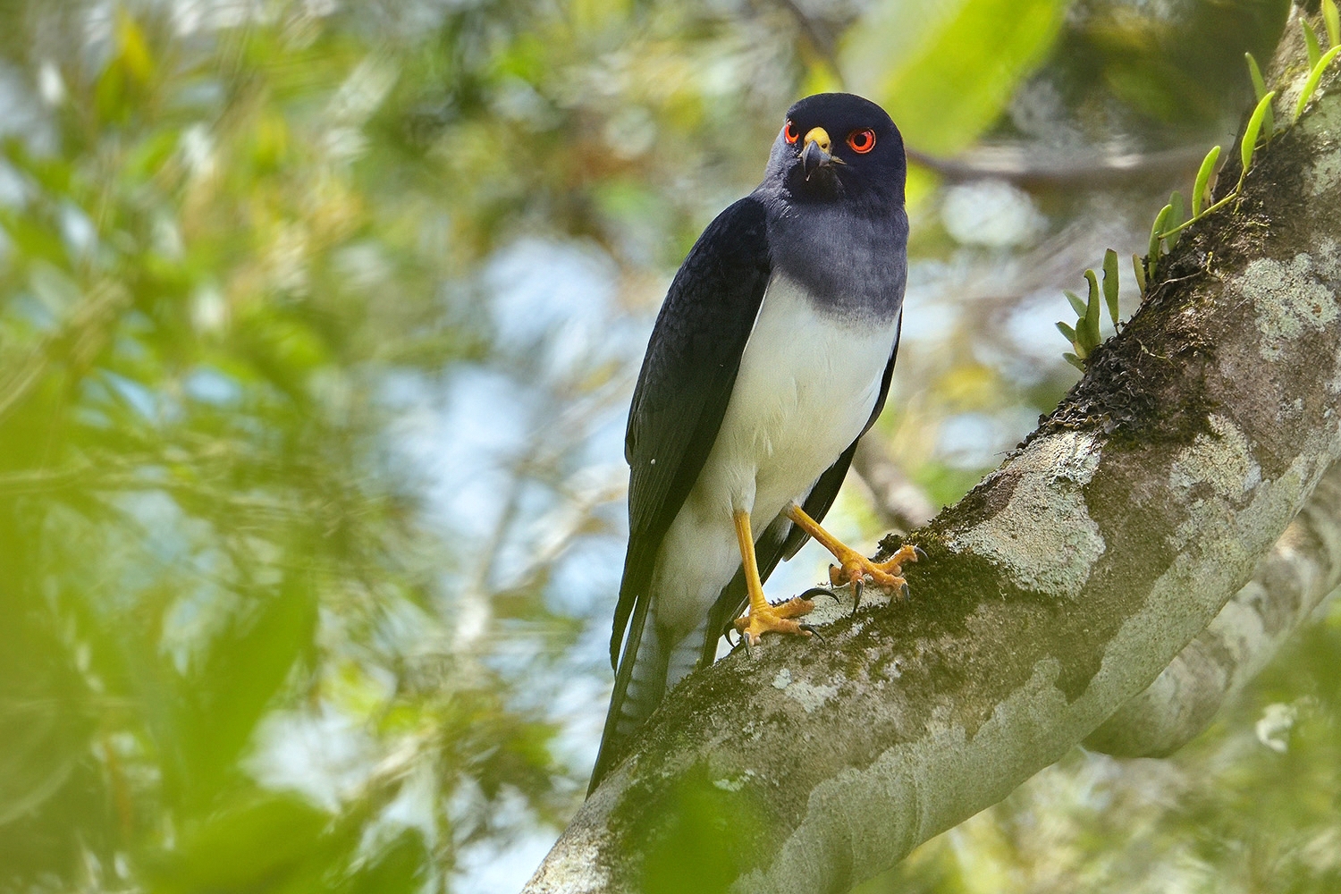 White-bellied Goshawk