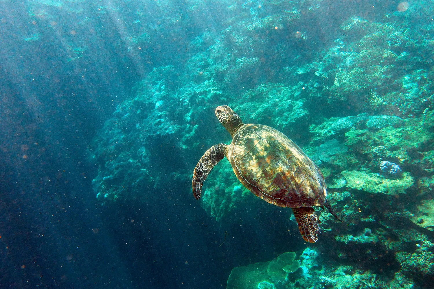 Green Turtle