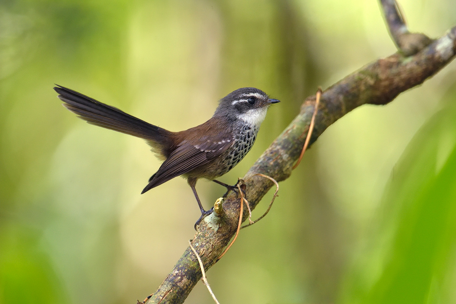 New Caledonian Streaked Fantail