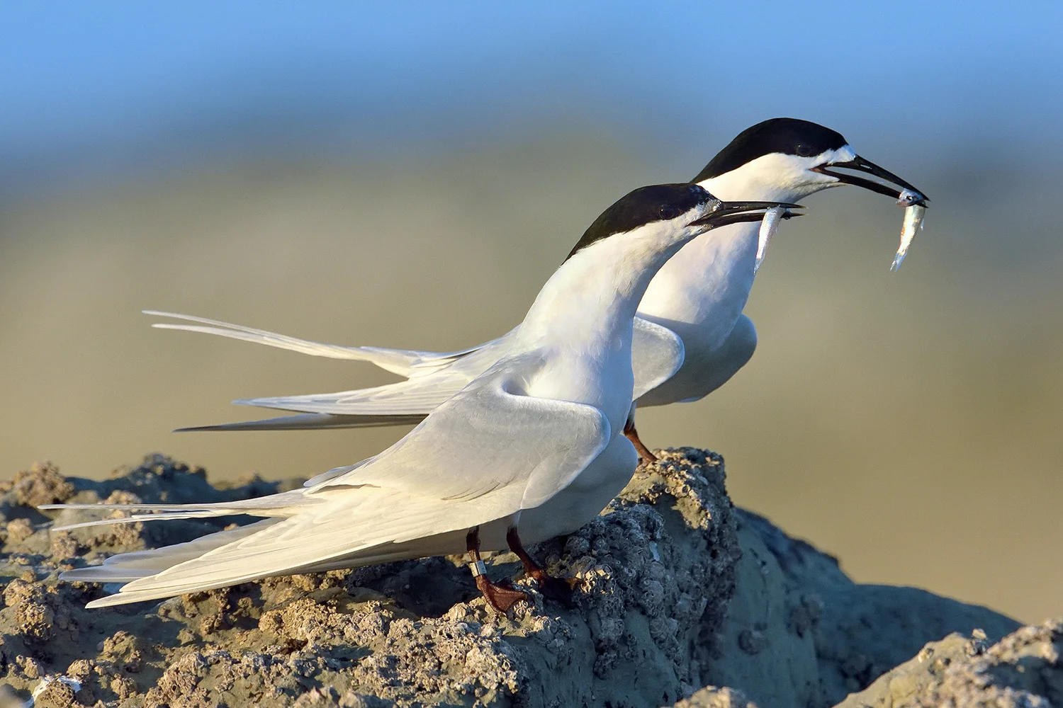 White-fronted terns