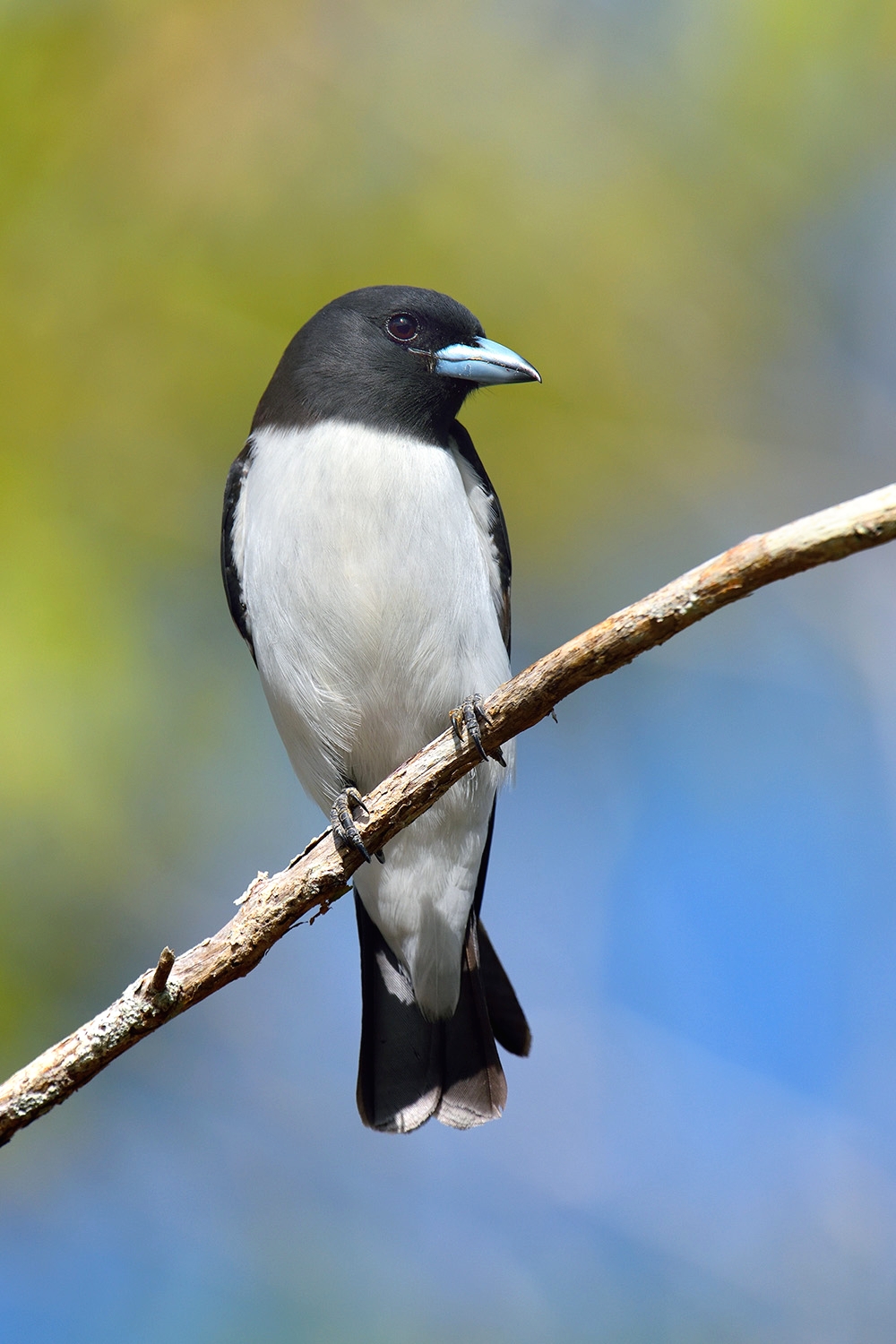 White-breasted Woodswallow