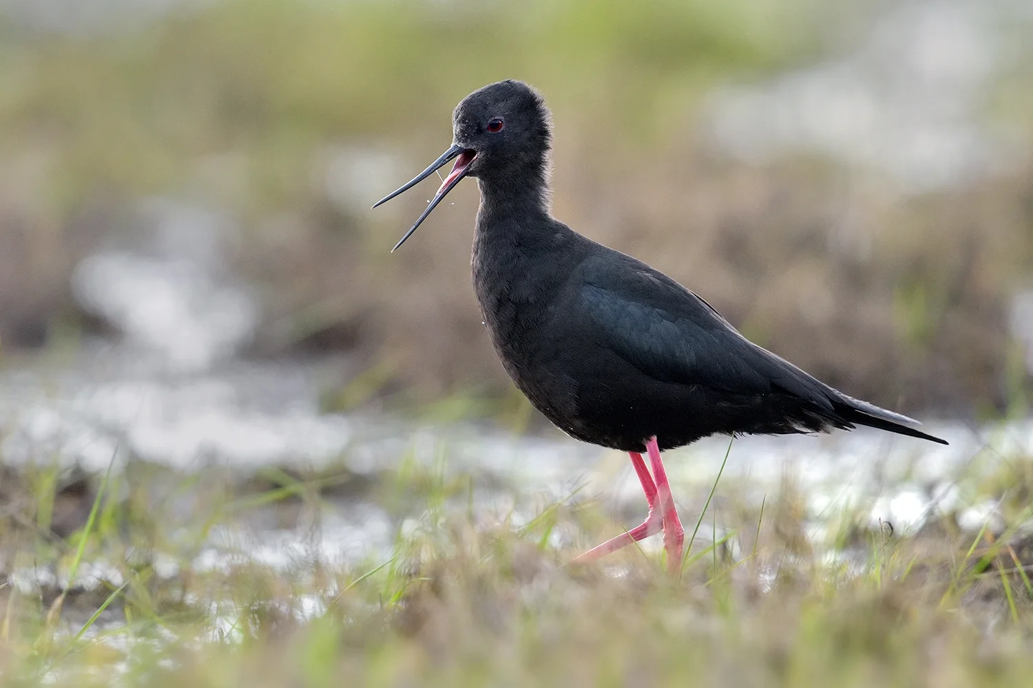 Black Stilt