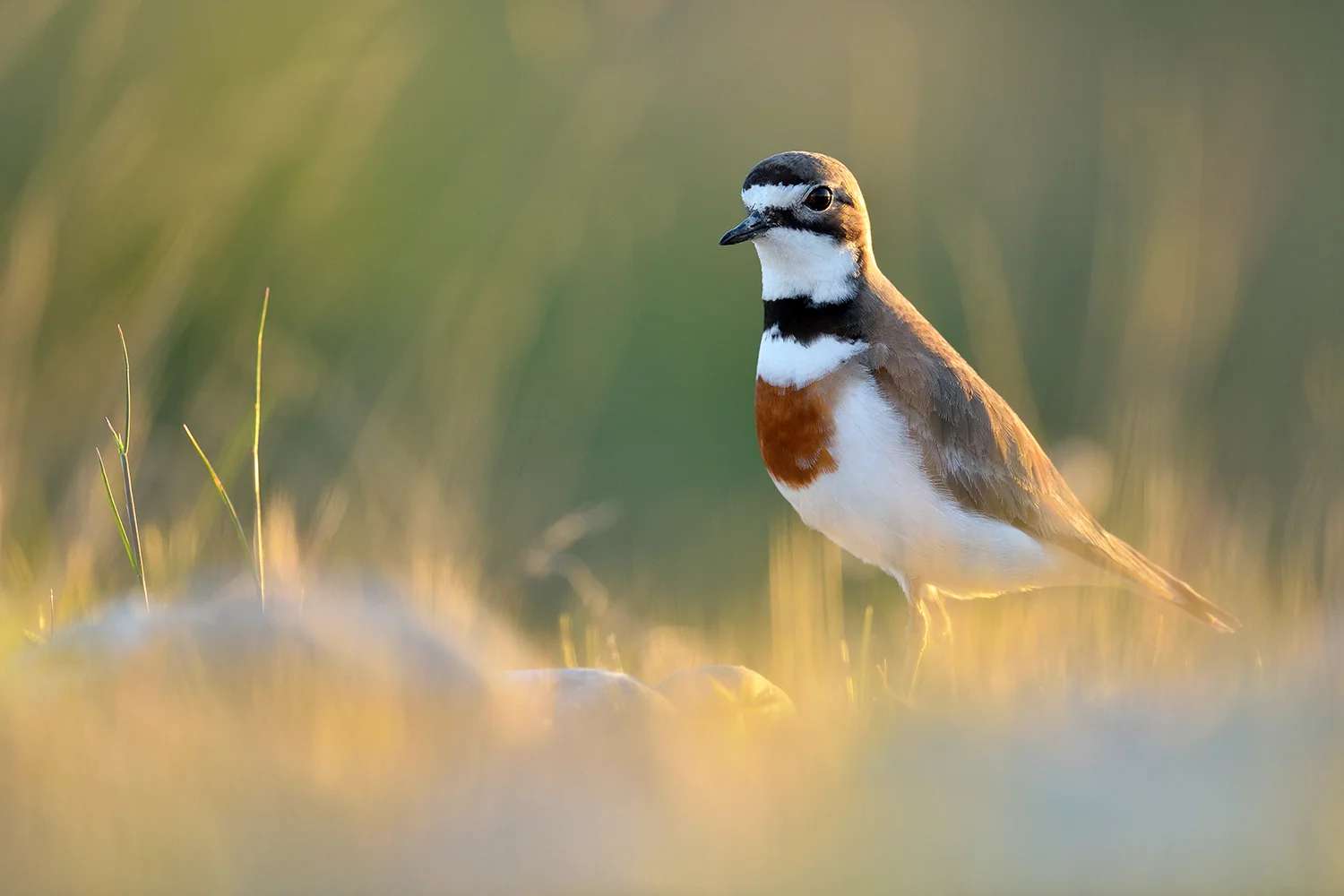 Banded Dotterel