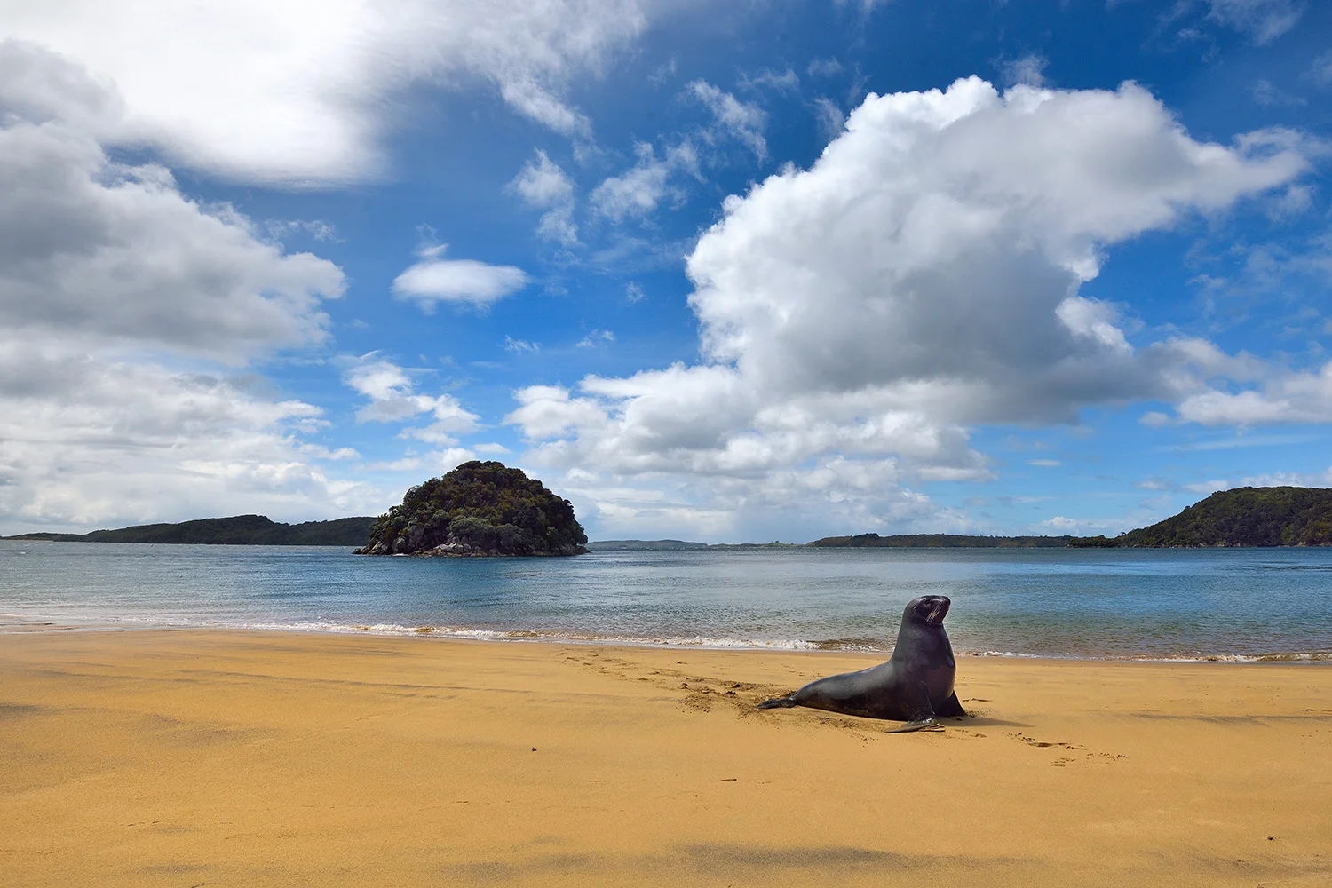 New Zealand Sea-lion