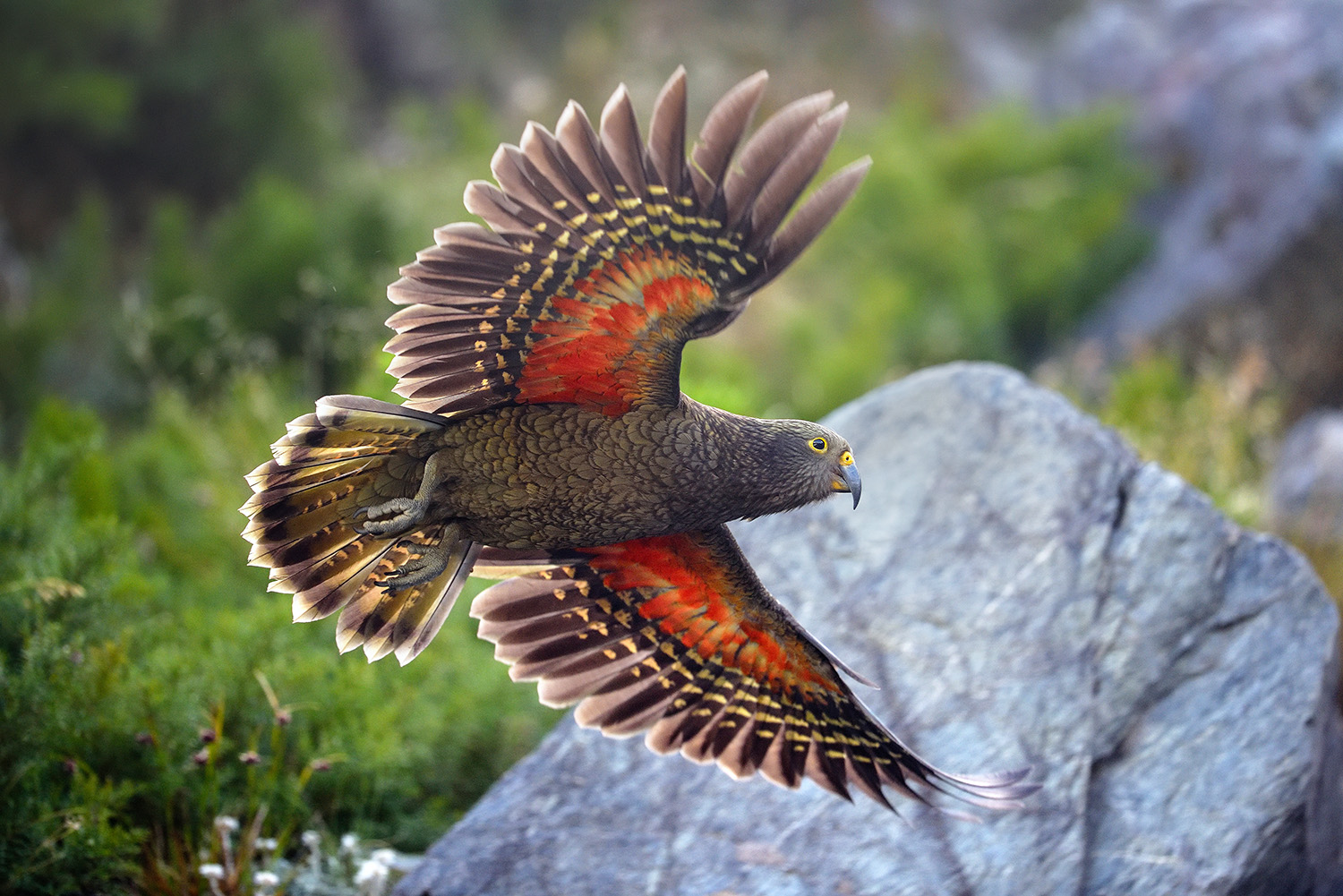 Kea