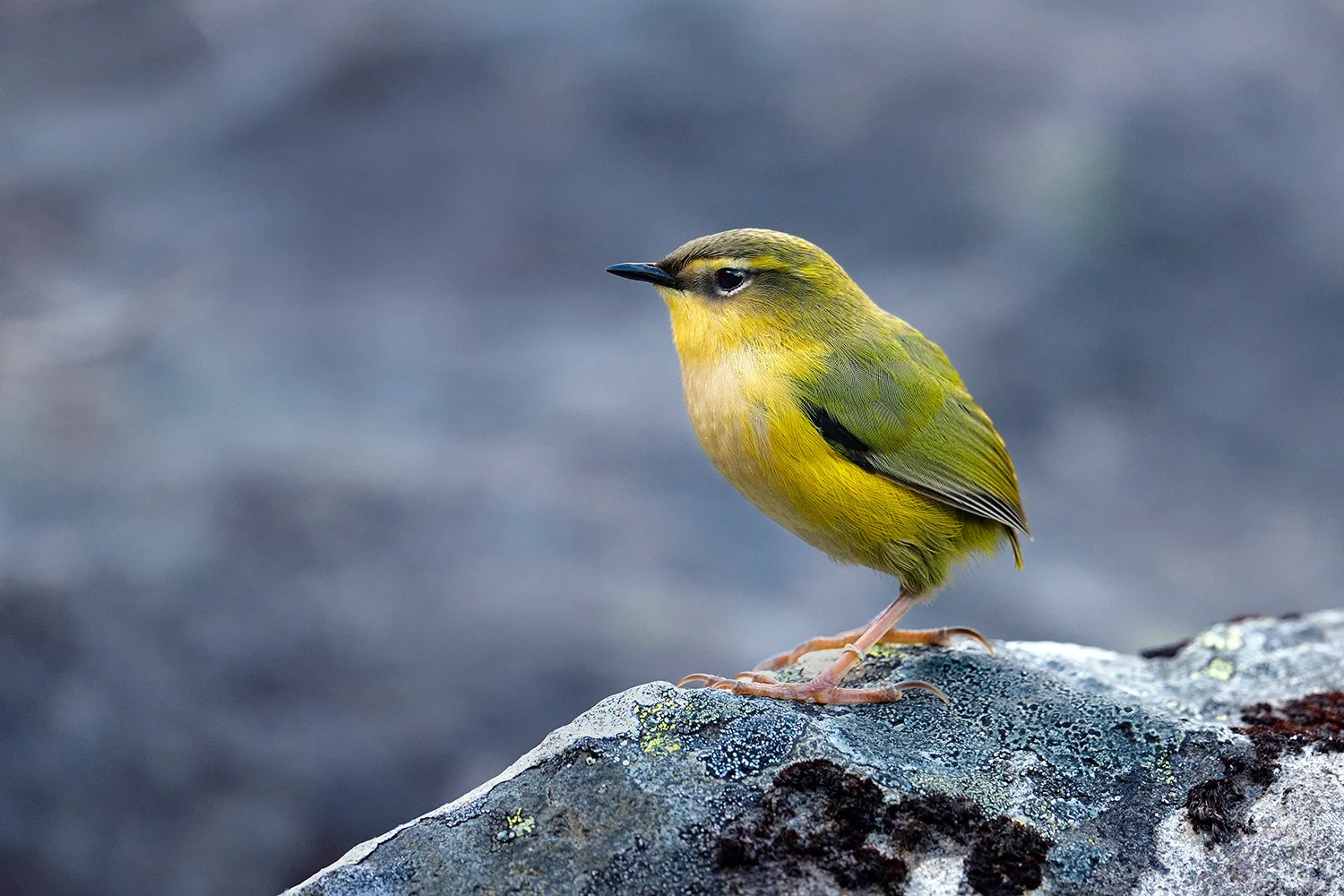 Rock Wren