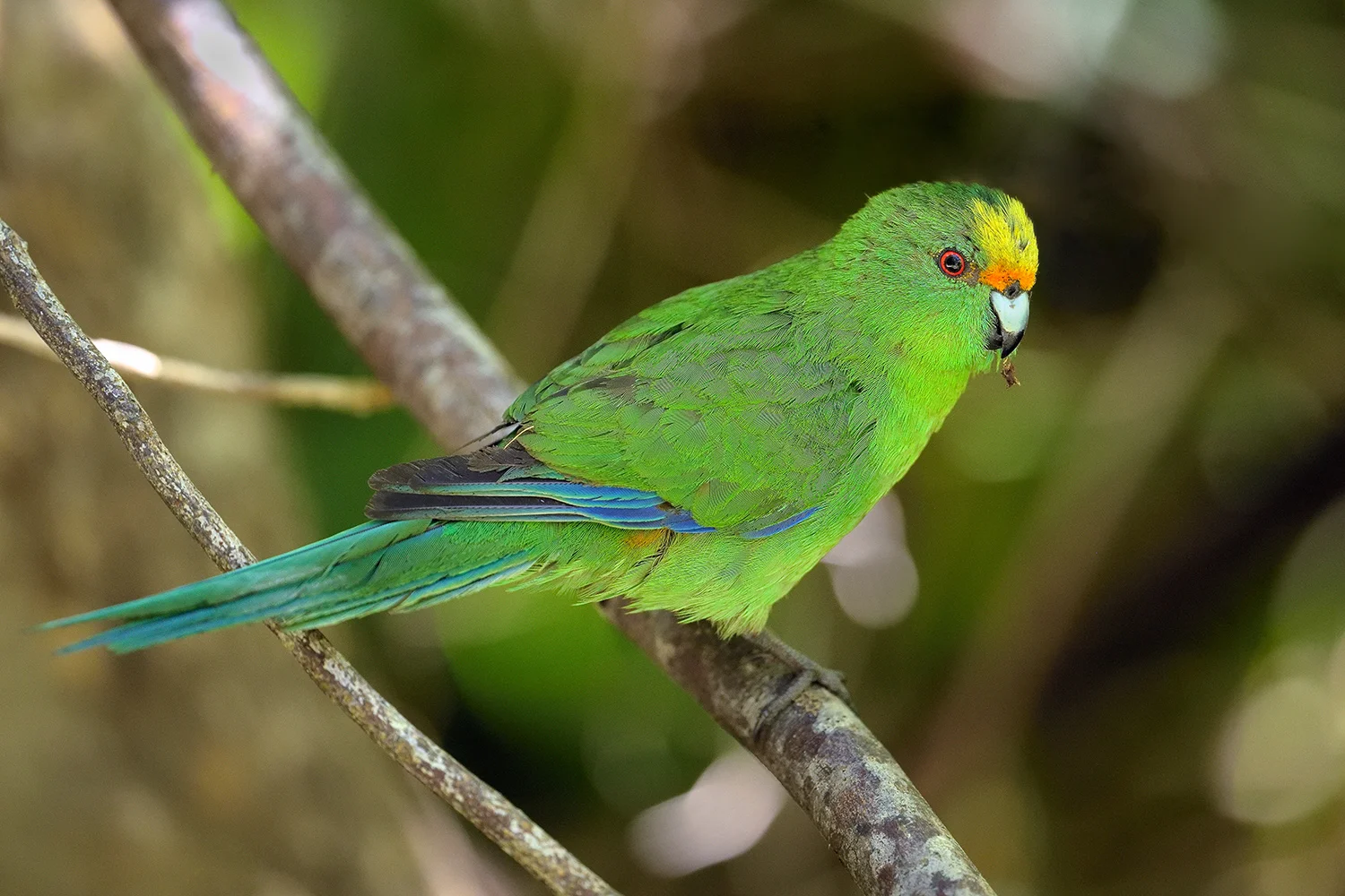 Orange-fronted Parakeet