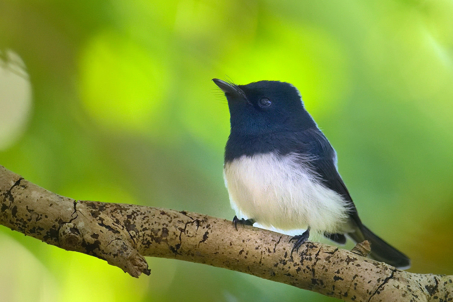 Melanesian Flycatcher