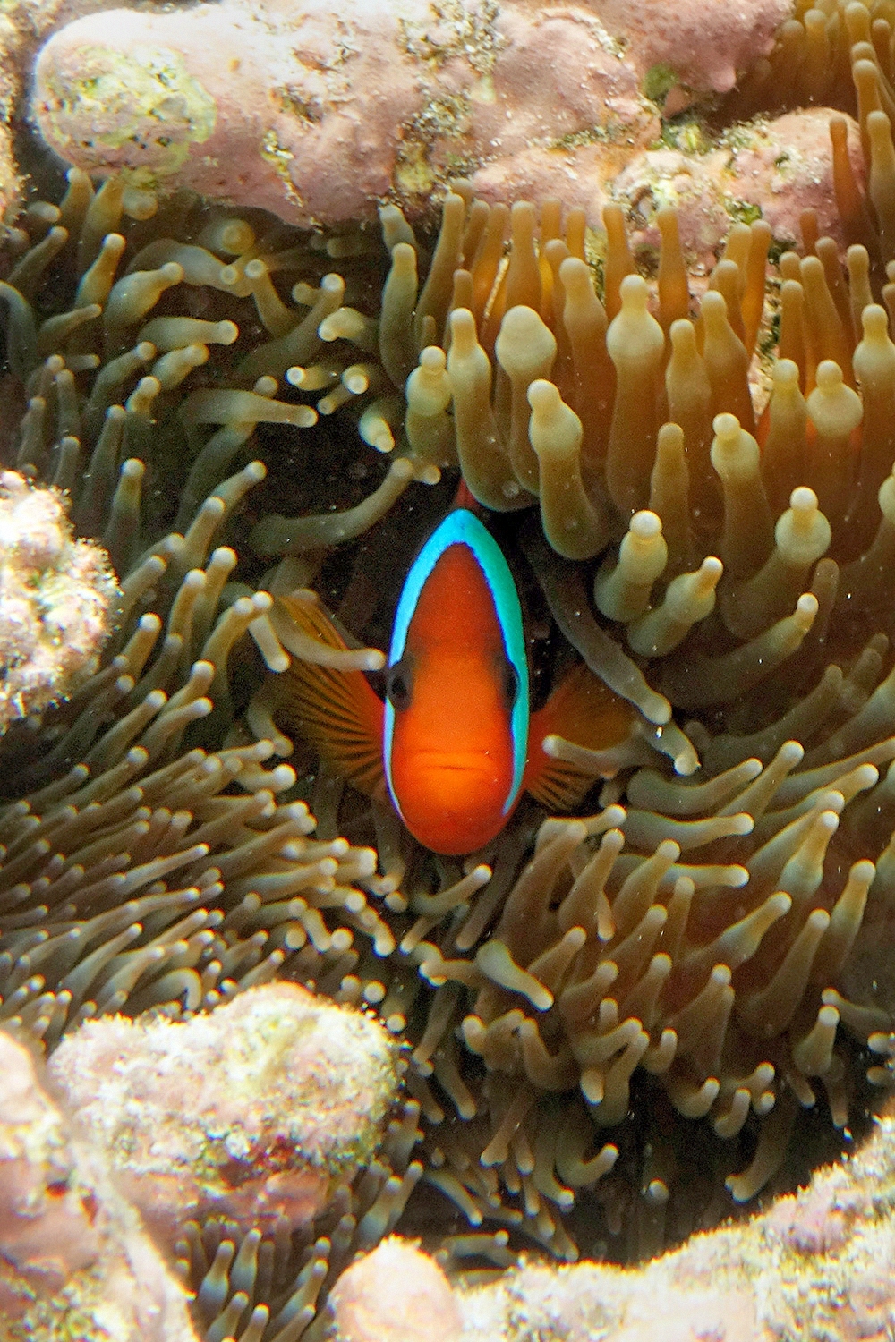 New Caledonian Cinnamon Clown Fish