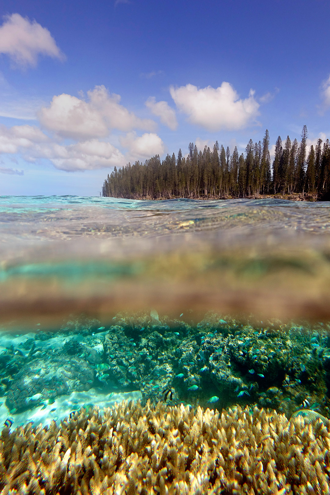 Reef around one the the Loyalty Islands