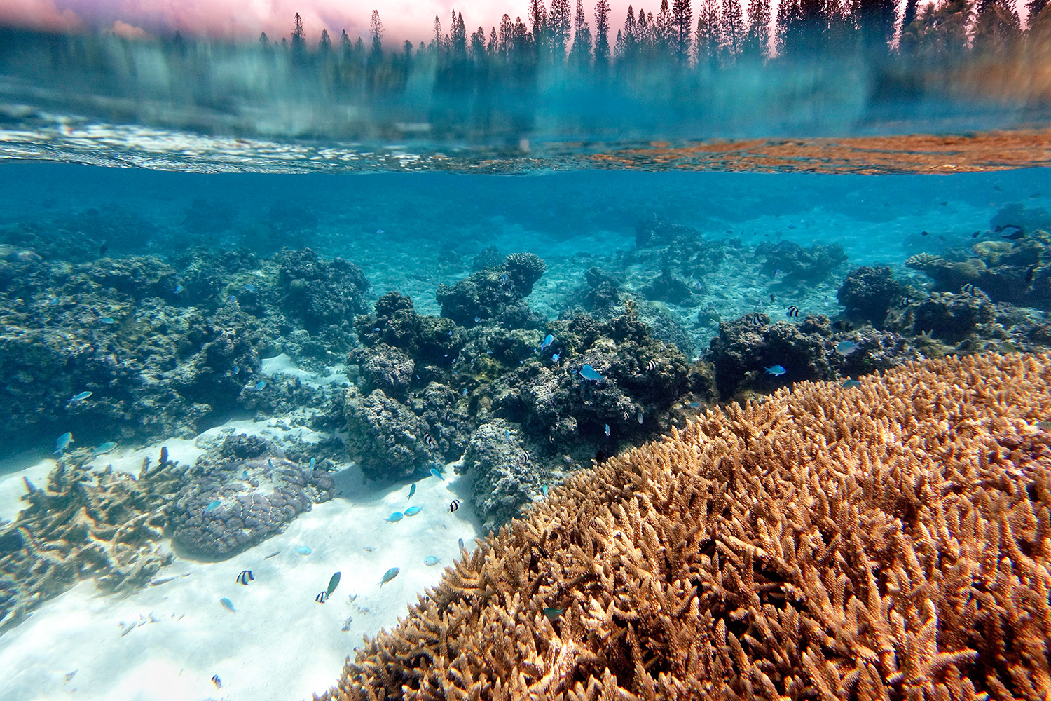 Reef, Loyalty Islands
