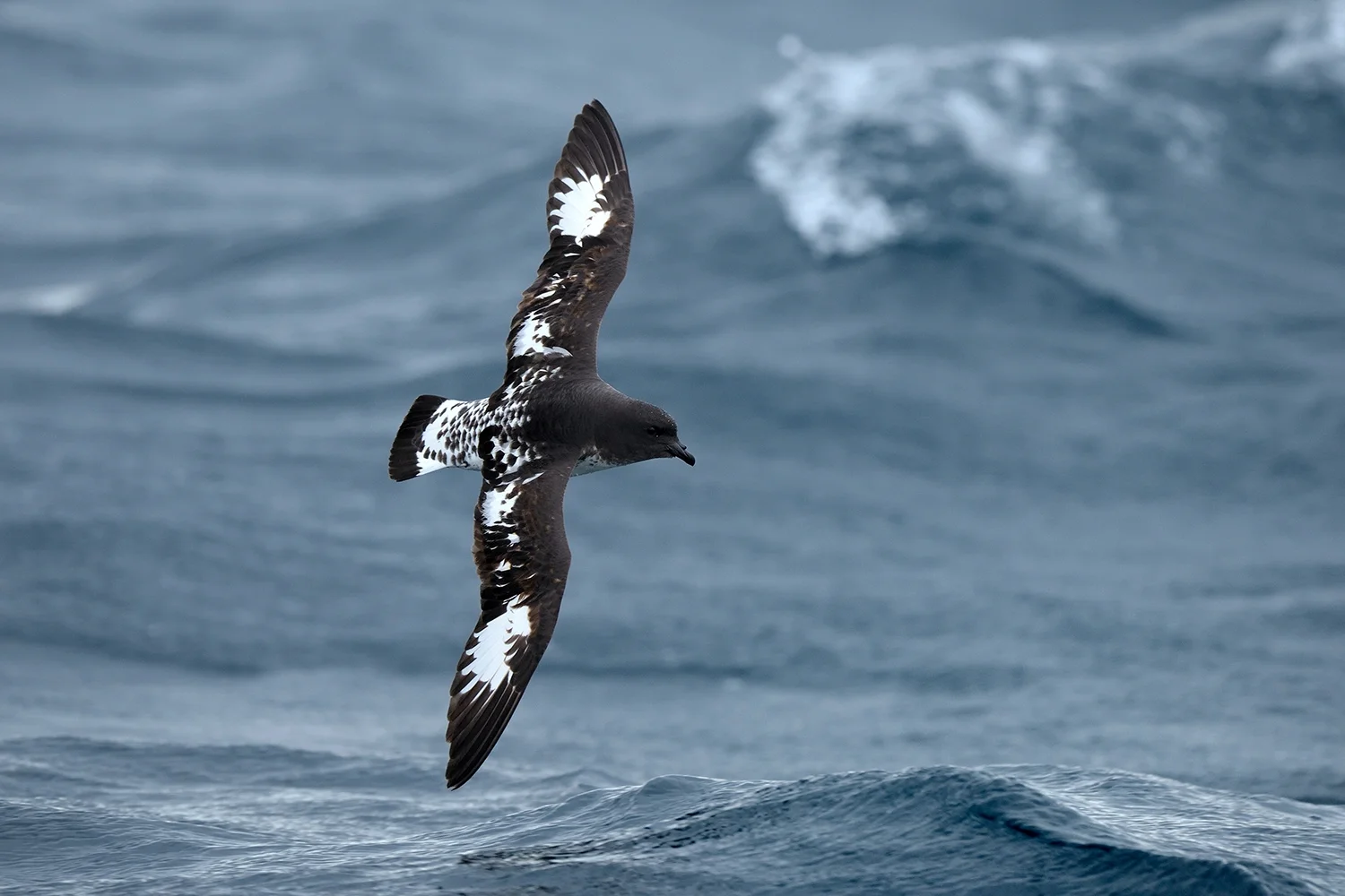 NEW ZEALAND PELAGIC The best pelagic birding in the world. Experience close encounters with seabirds, including penguins albatrosses and endemics. Paul spent 12 months between the three islands of NZ in 2017/2018. Enquire→