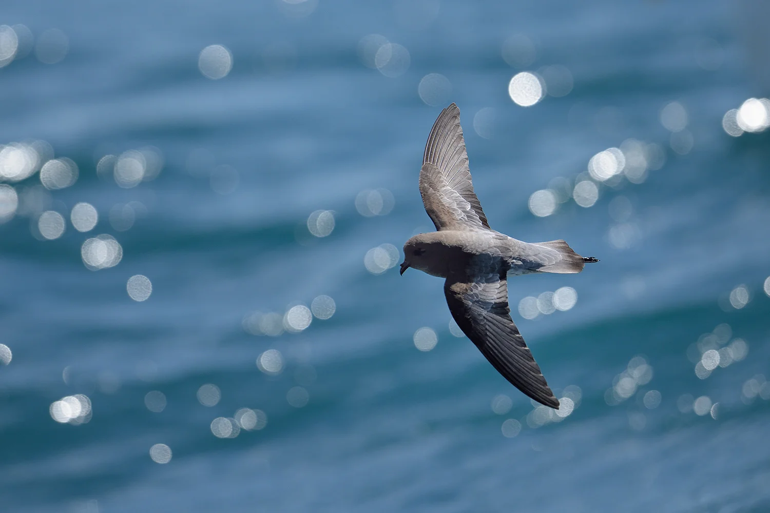 Grey-backed Storm-petrel