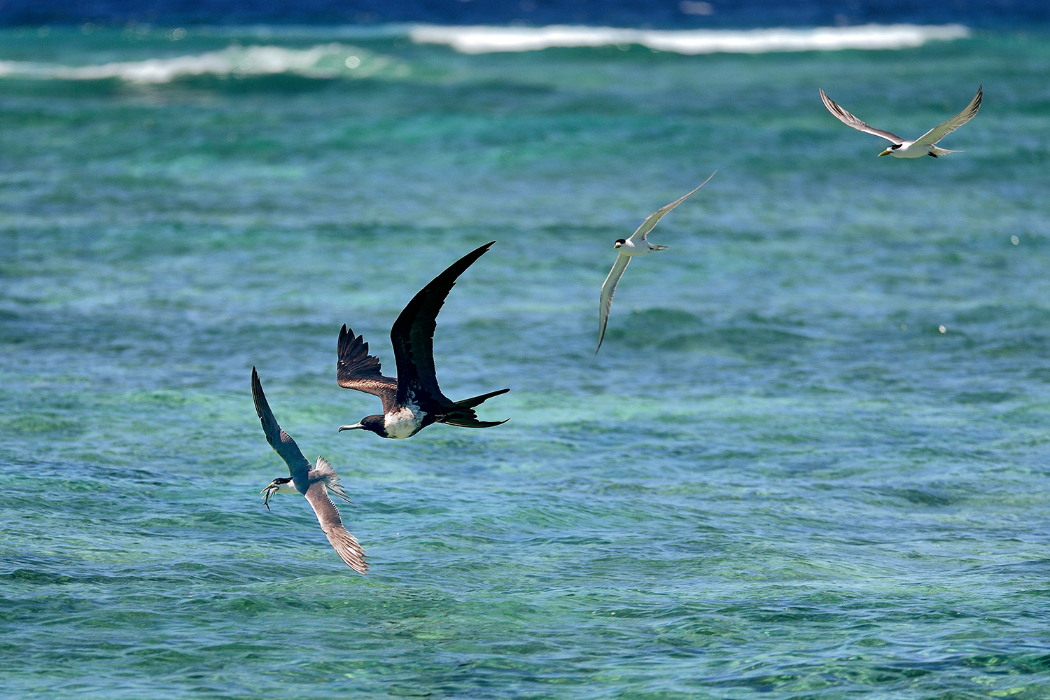 Lesser Frigatebird and Crested Terns