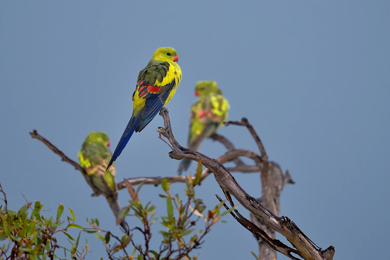 regent parrot2-2.jpg