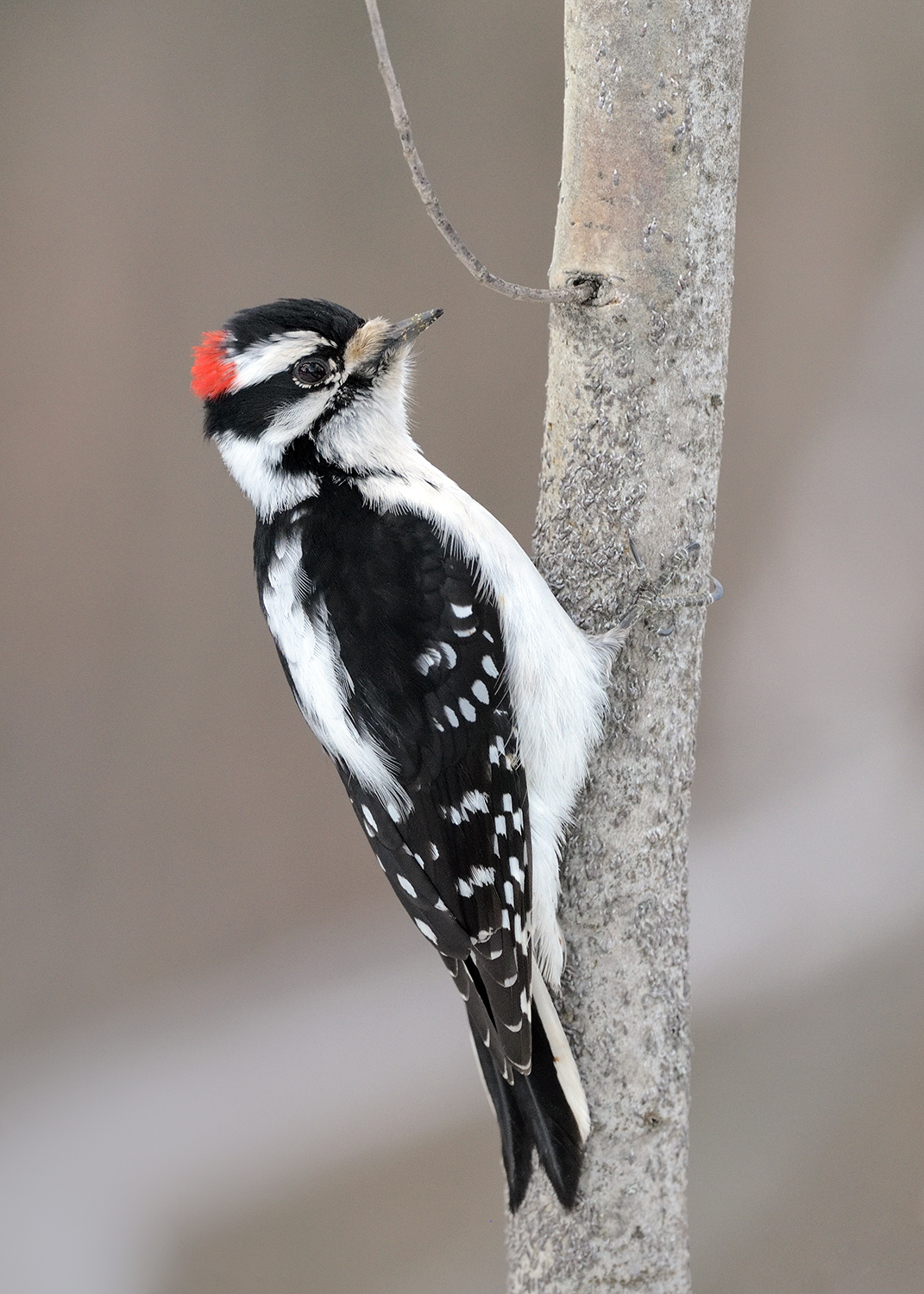 Downy Woodpecker, BC