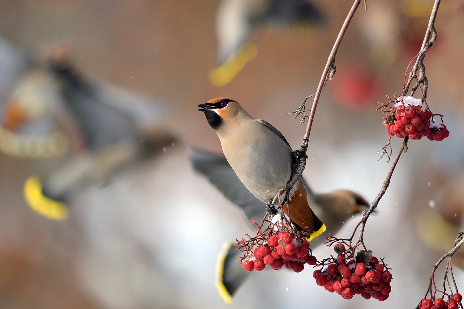 Bohemian Waxwing, BC