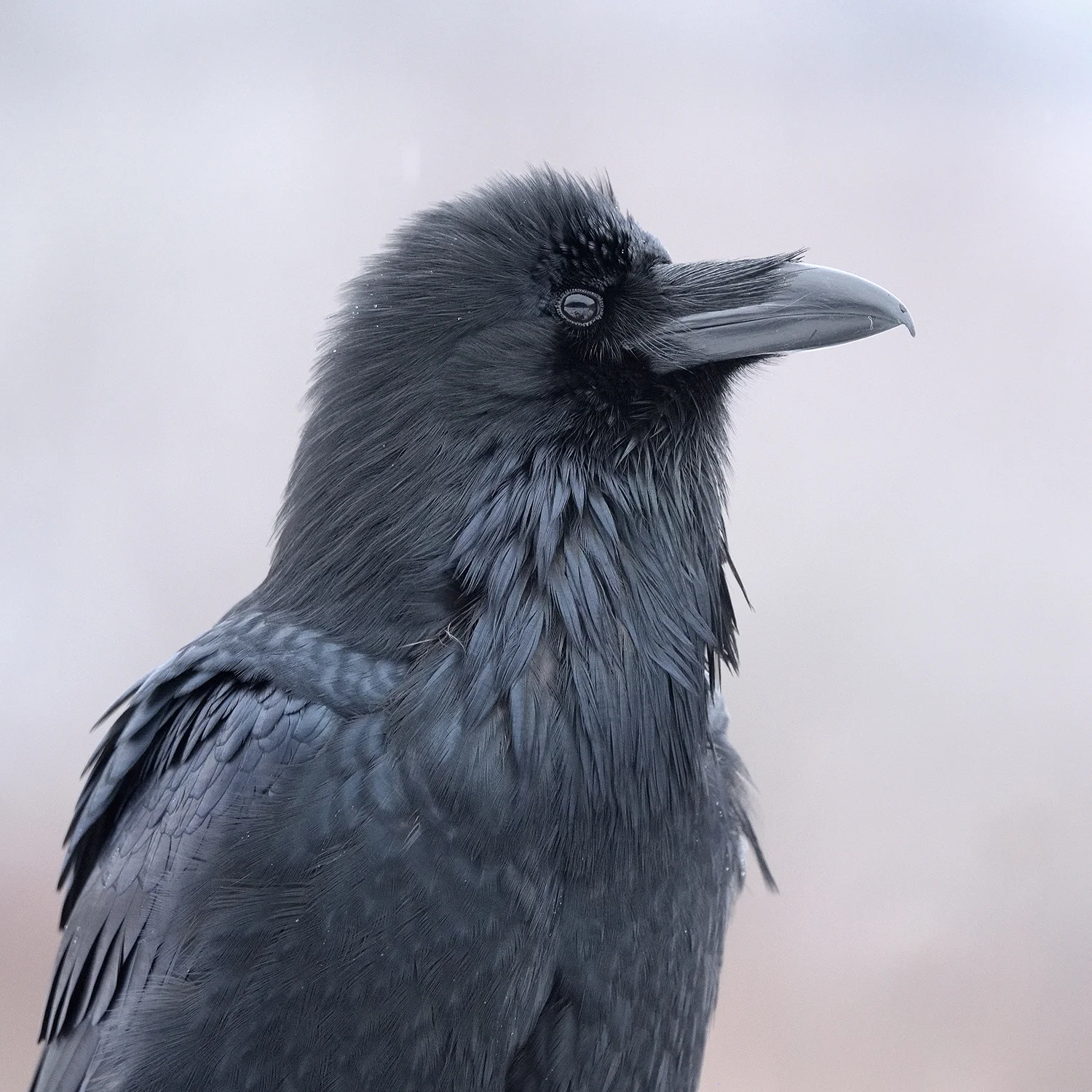 Common Raven, BC