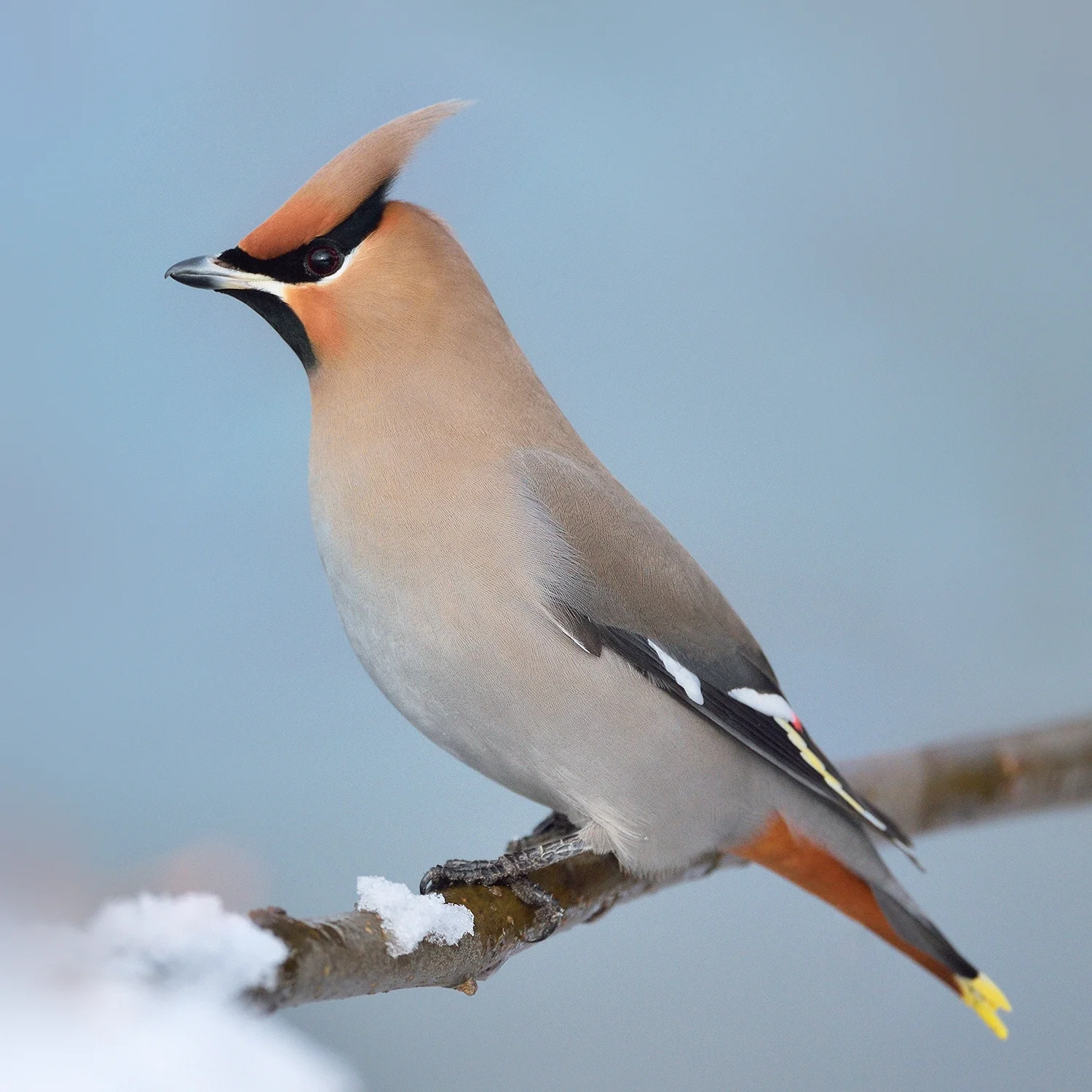 Bohemian Waxwing, BC