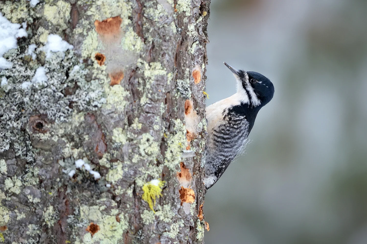 Black-backed Woodpecker, BC