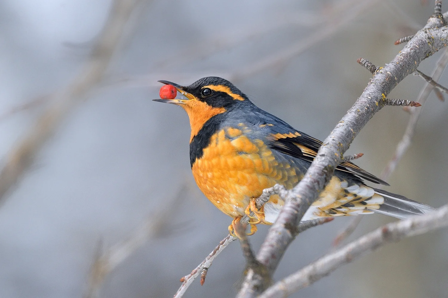 Varied Thrush, BC